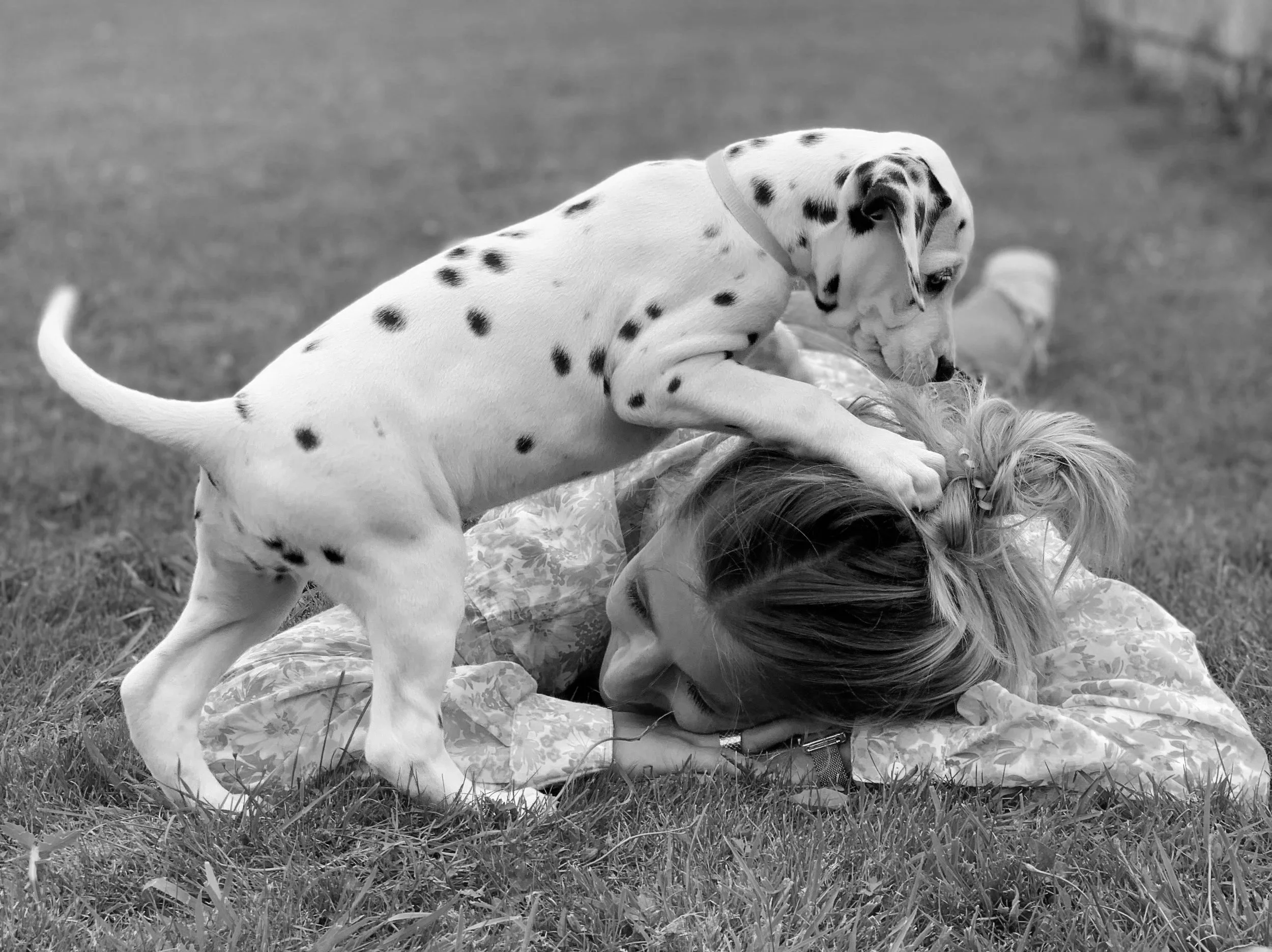 Un chiot dalmatien joue avec une personne allongée sur l'herbe, dans un parc ou un jardin.