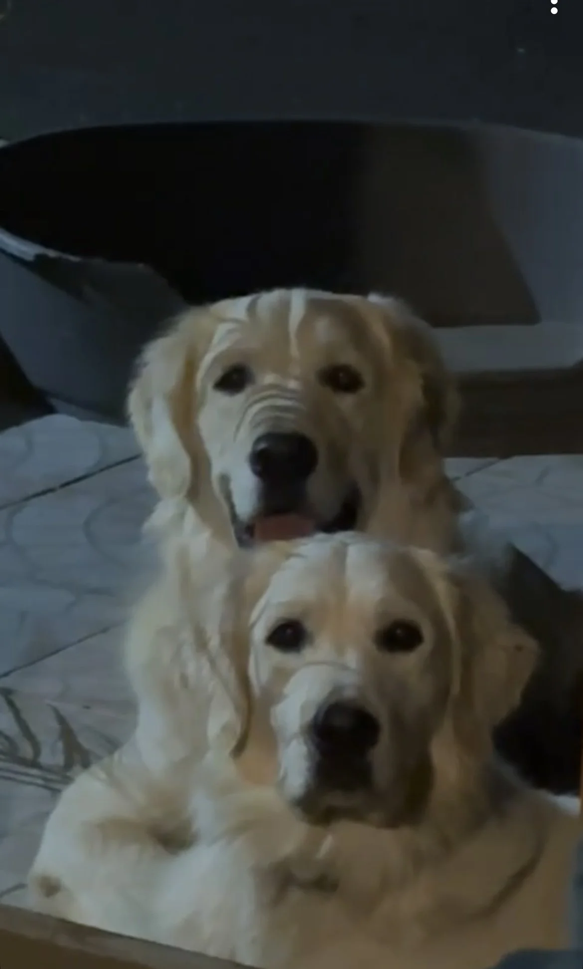 Une photo d'un chien de race golden retriever avec un reflet de sa tête et un reflet au sol, créant un effet miroir.