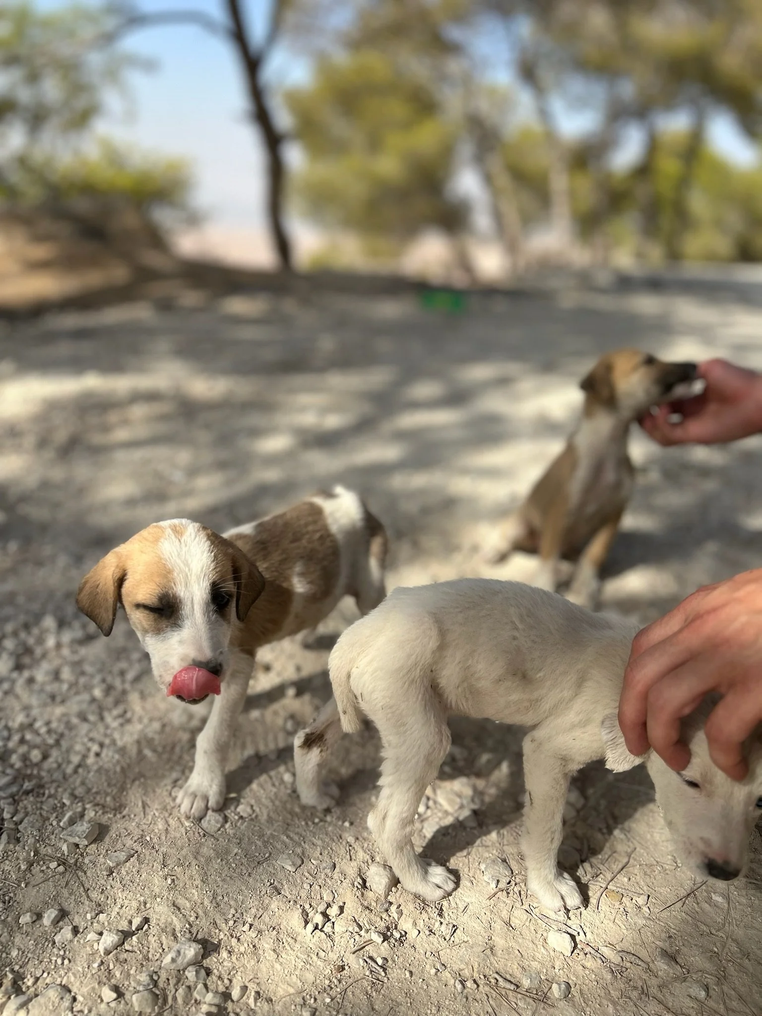 Chiots blonds et bruns jouant dans un environnement extérieur en pierre et terre, avec des arbres en arrière-plan.