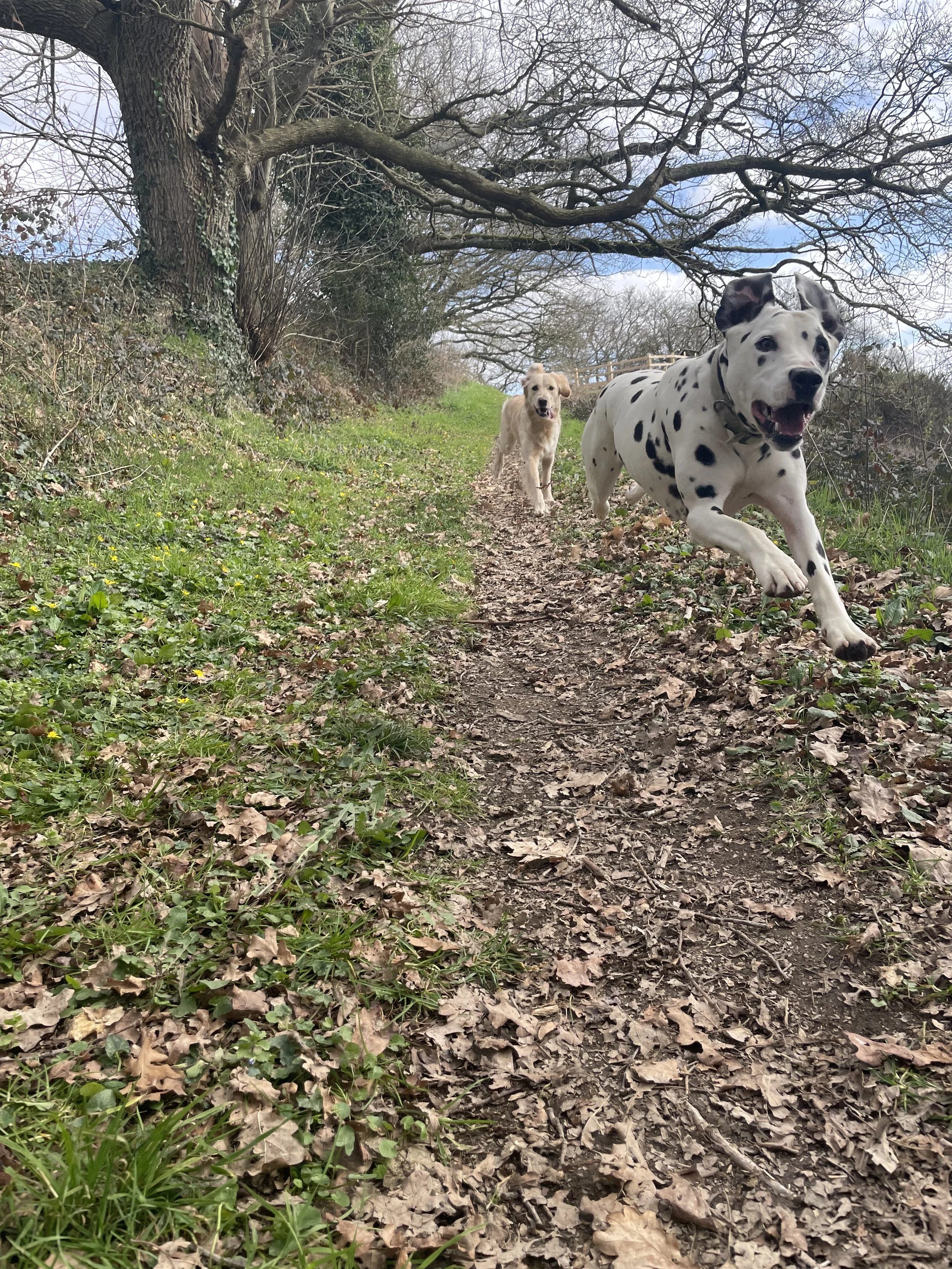 Deux chiens courent sur un sentier en pleine nature, avec des arbres nus et un ciel partiellement nuageux.