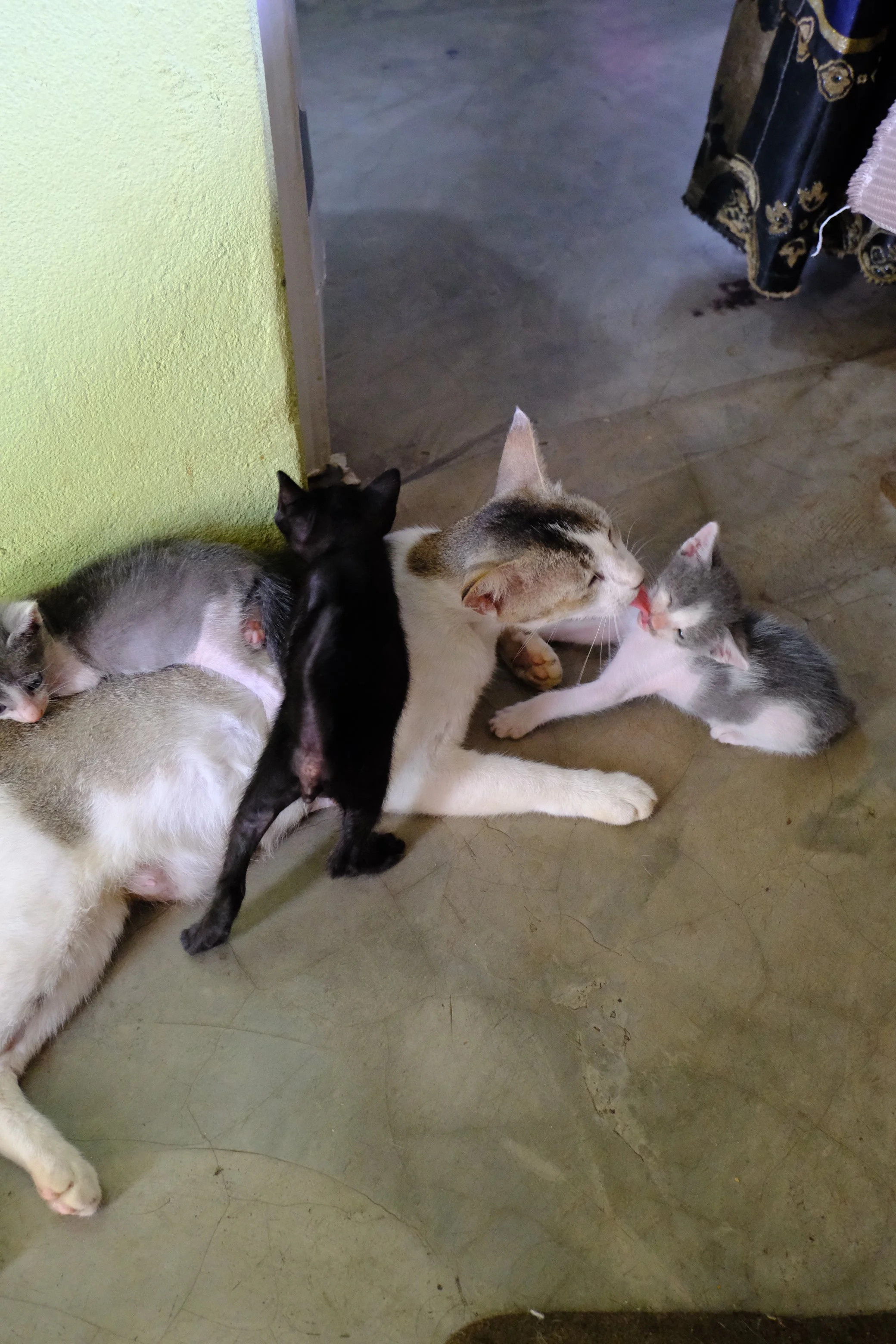 Groupe de plusieurs chats de différentes couleurs, certains allongés, certains en train de se toiletter ou jouer, dans une pièce avec un sol en pierre et un mur vert pâle.