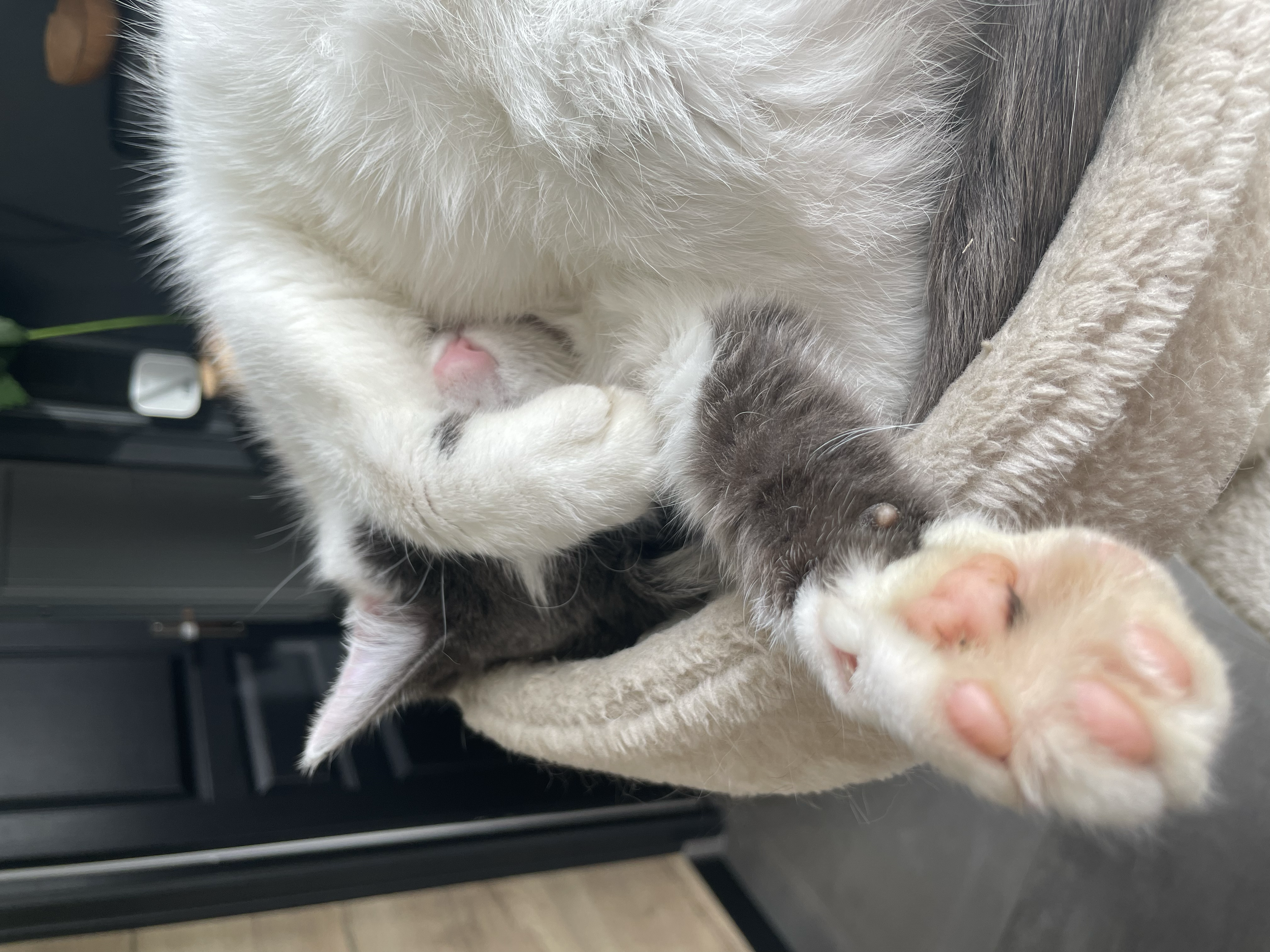 Deux chats gris et blanc en train de jouer ou de dormir, l'un d'eux couvre son visage avec sa patte arrière.