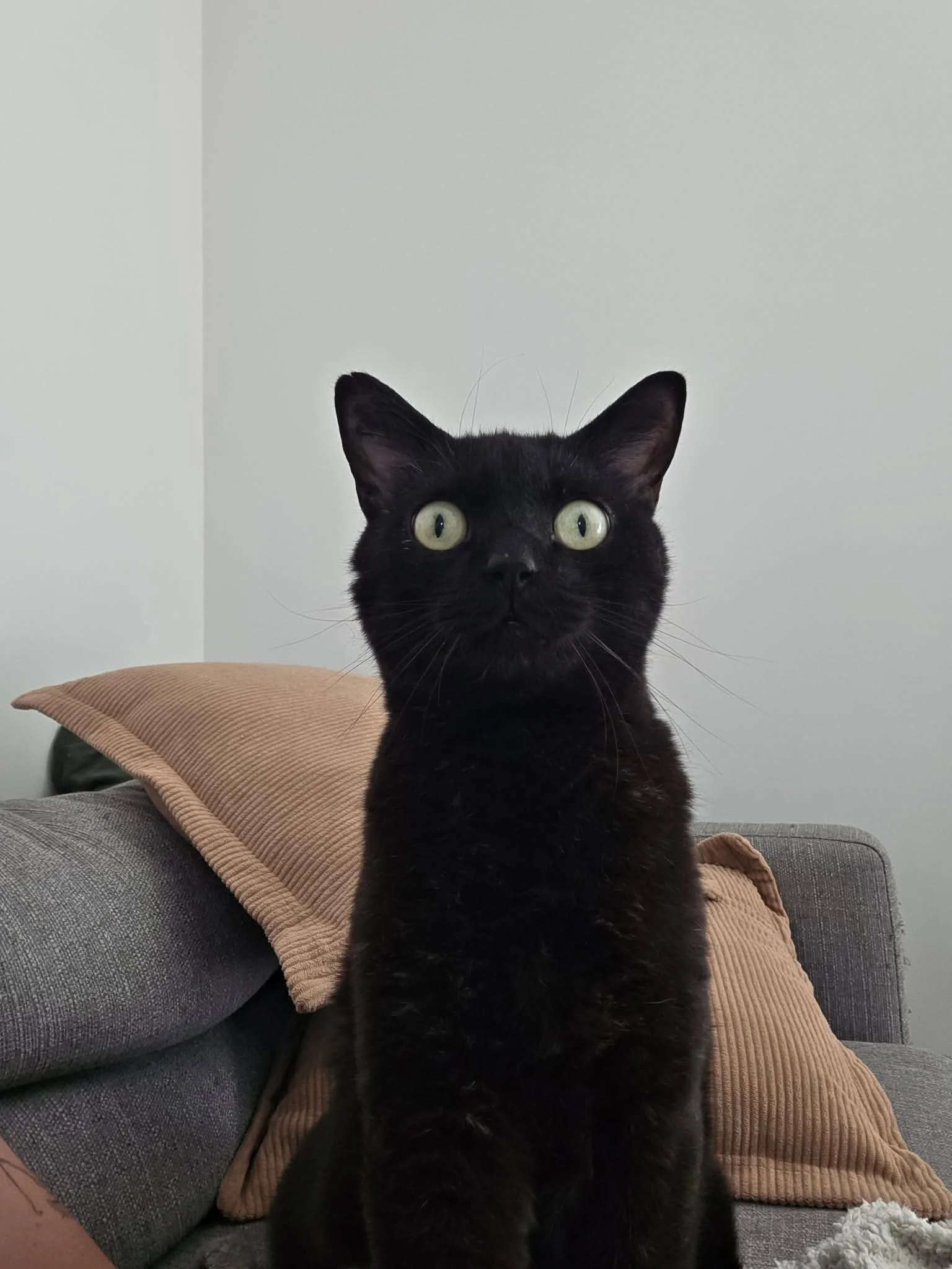 Un chat noir avec de grands yeux verts, assis sur un sofa en arrière-plan d'une pièce avec murs gris et coussin beige.