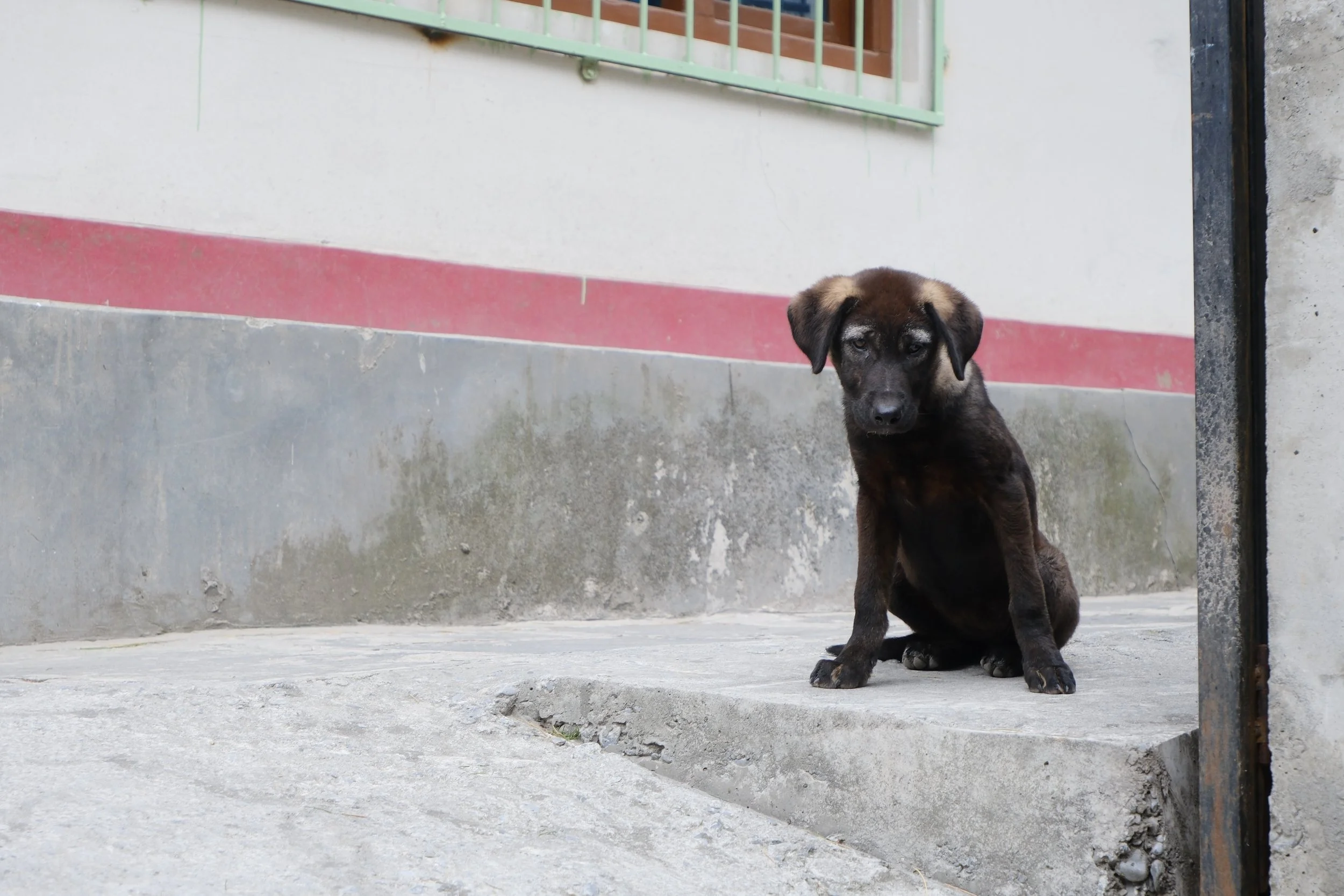 Un chiot noir et marron assis sur un sol en béton devant un mur blanc avec une fenêtre en métal vert. 