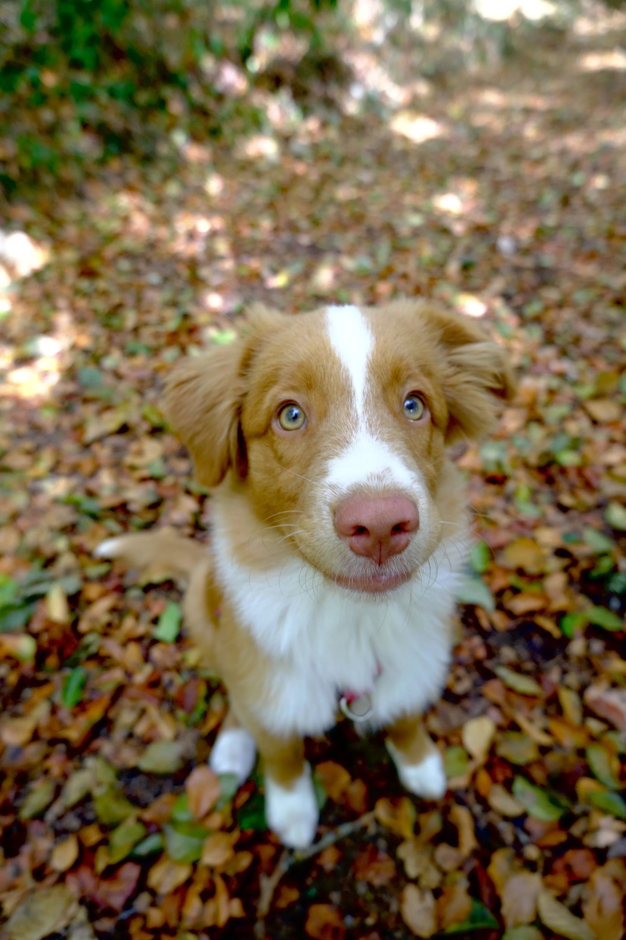 Chiot à la race border collie, avec un pelage marron et blanc, regardant la caméra, au milieu de feuilles mortes colorées en automne.