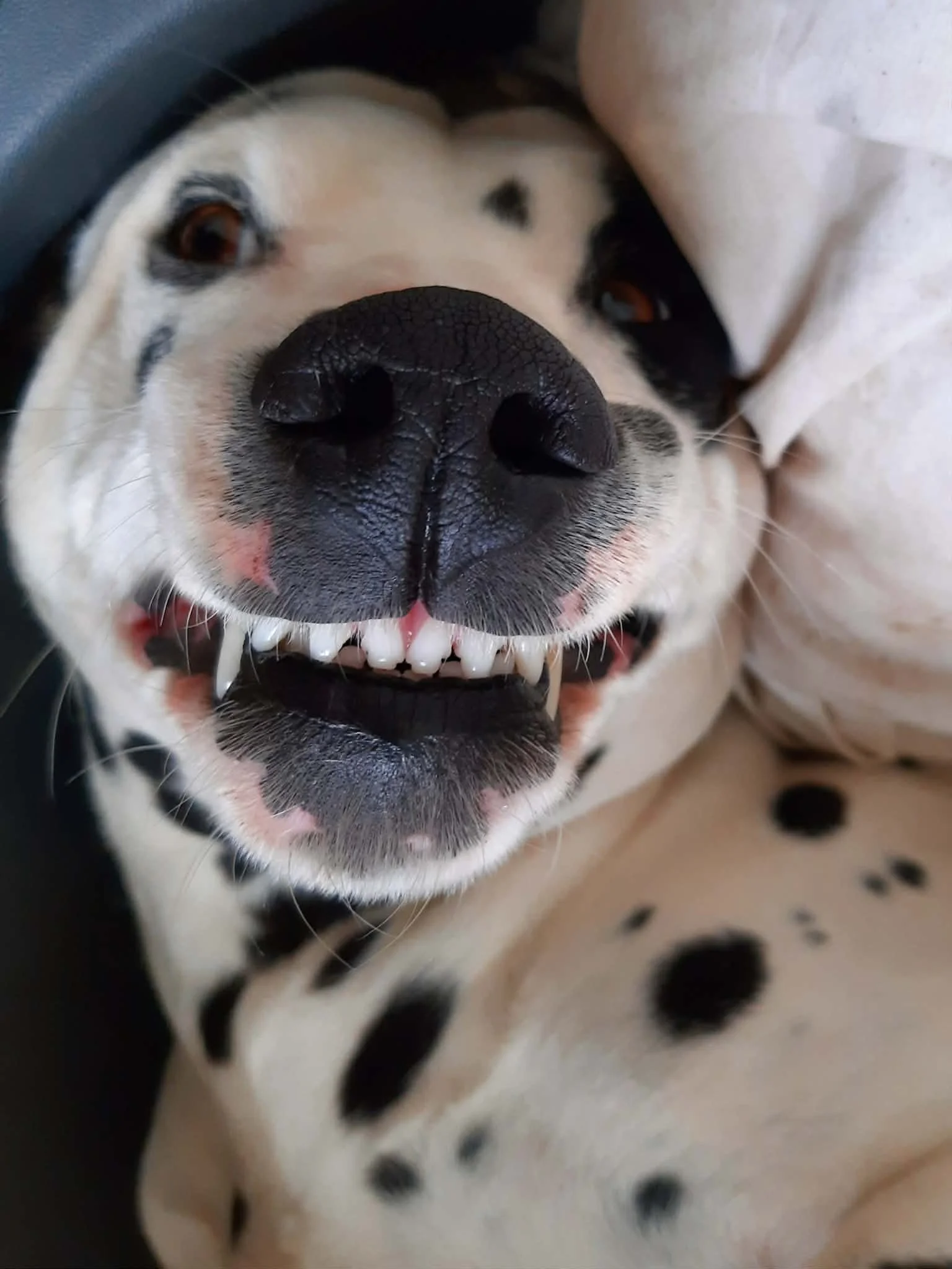 Close-up d'un chien Dalmatien allongé, montrant son museau, ses dents, et ses yeux, sur une surface claire.