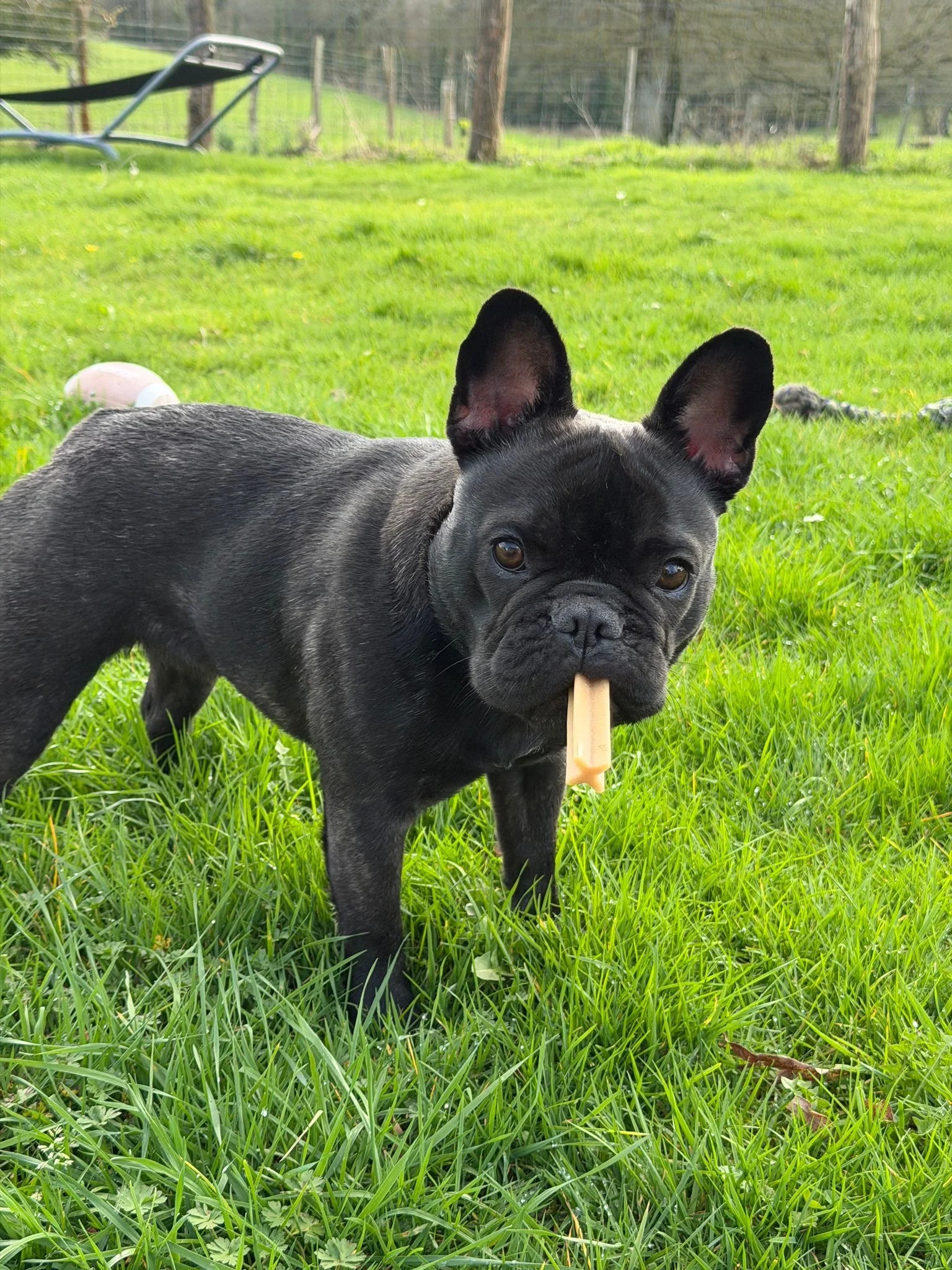 Jeune bouledogue français noir dans un champ d'herbe verte, tenant un bâton dans la bouche, avec un fond de clôture et de arbres.