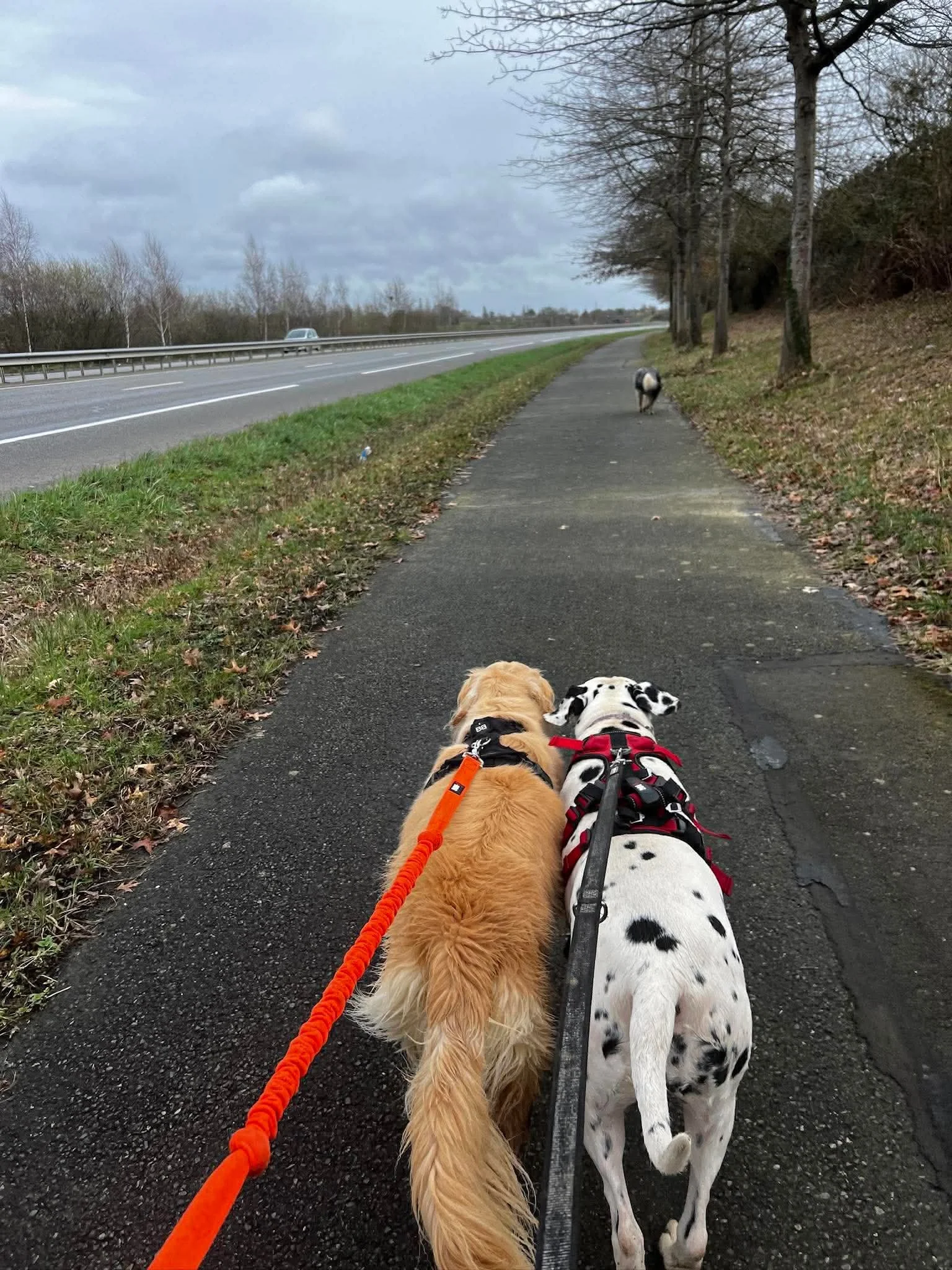 Deux chiens en laisse marchent sur un trottoir au bord d'une route, avec un arrière-plan d'arbres sans feuilles et un ciel nuageux.