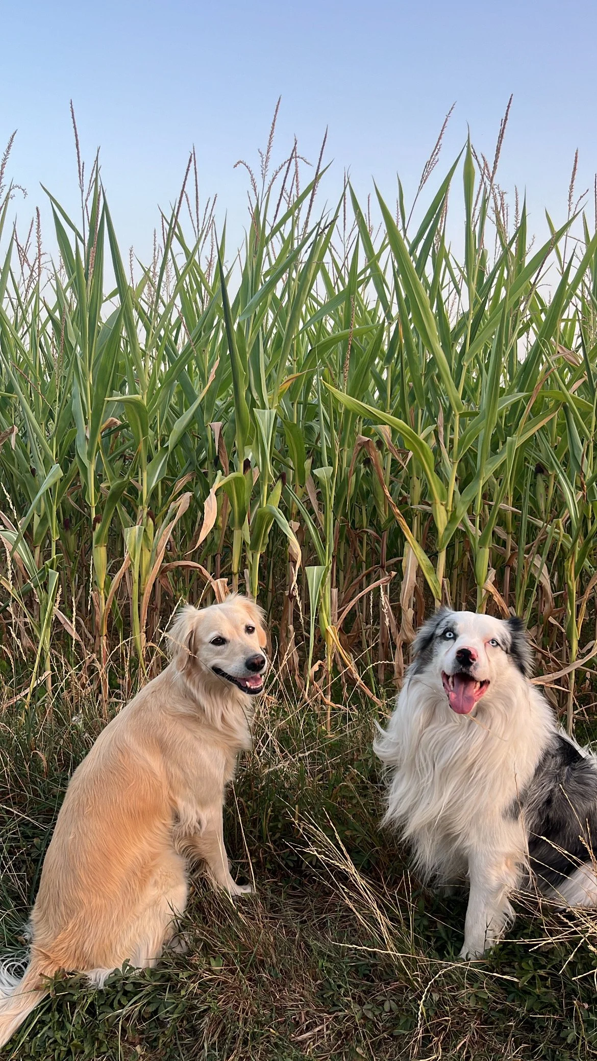 Deux chiens assis dans un champ de maïs avec un ciel bleu en arrière-plan.