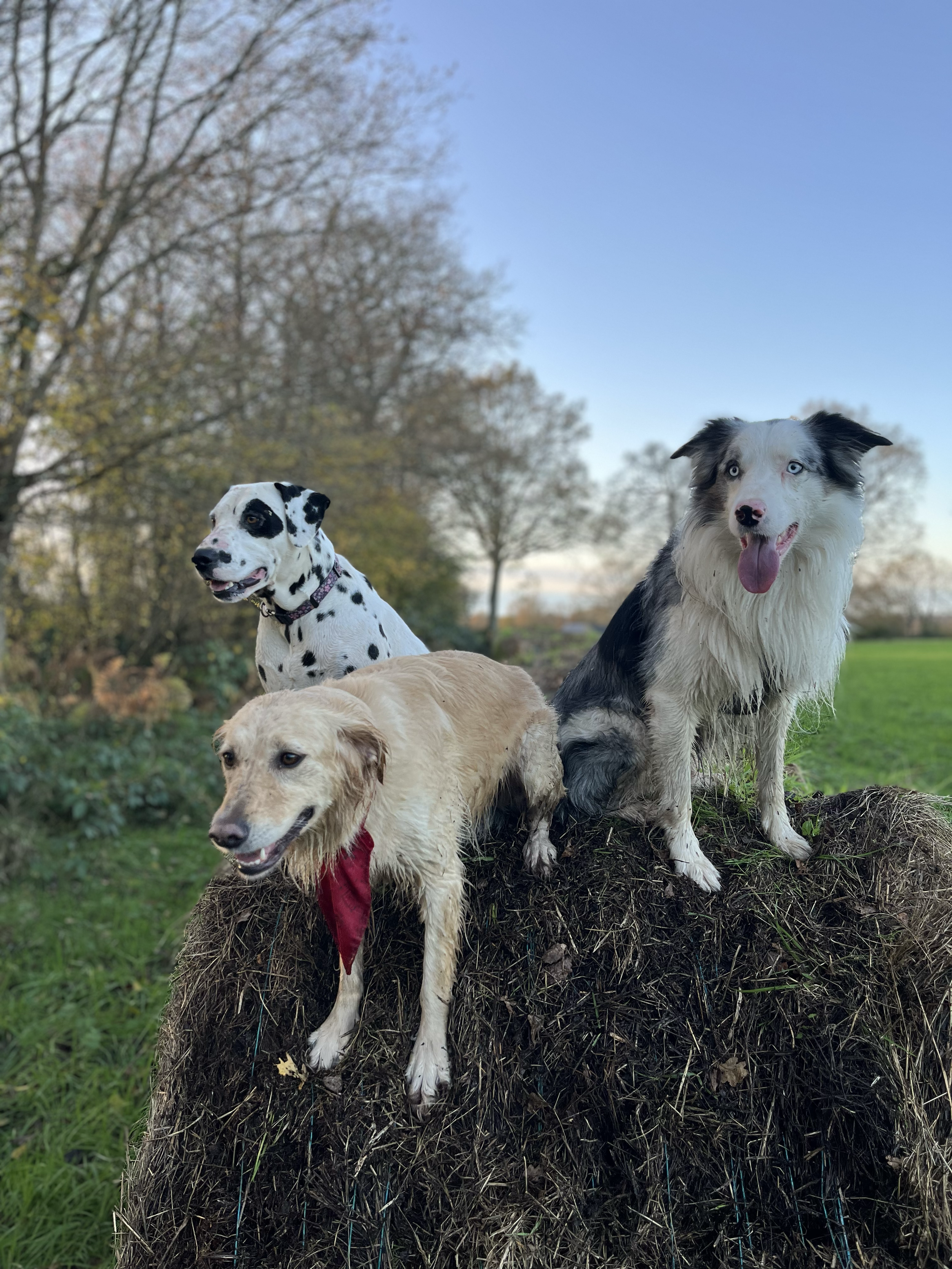 Quatre chiens de différentes races posent sur un monticule d'herbe et de terre dans un parc avec des arbres et un ciel clair.