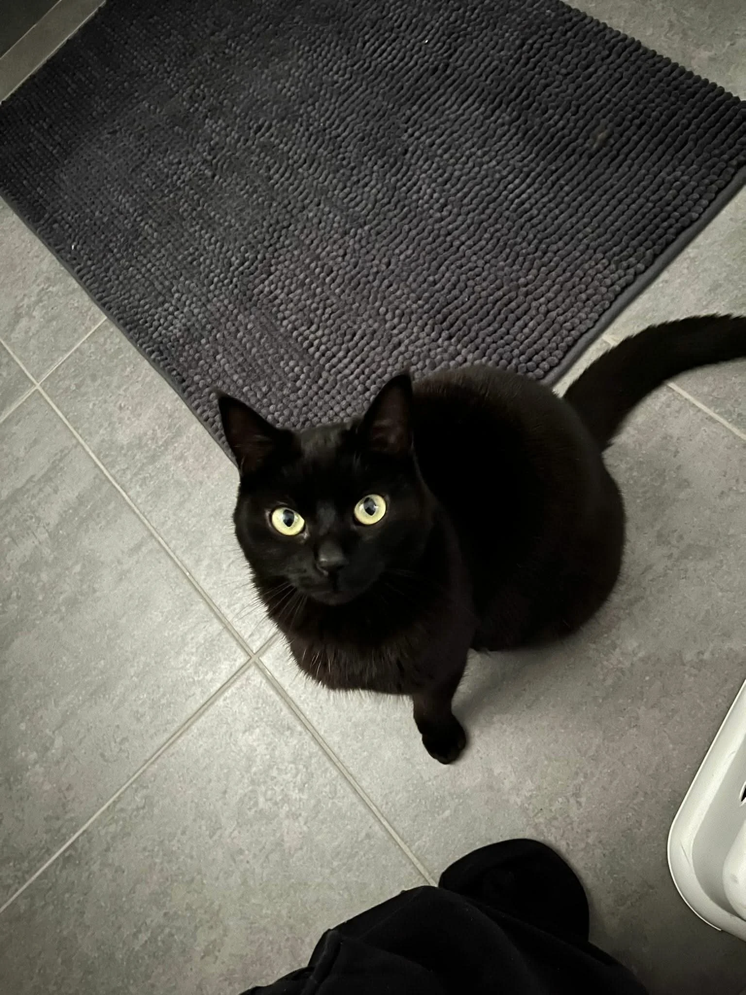 Un chat noir qui regarde vers le haut, situé sur un sol en carrelage gris, avec un tapis noir à proximité et une personne en vêtements noirs visible en bas de l'image.