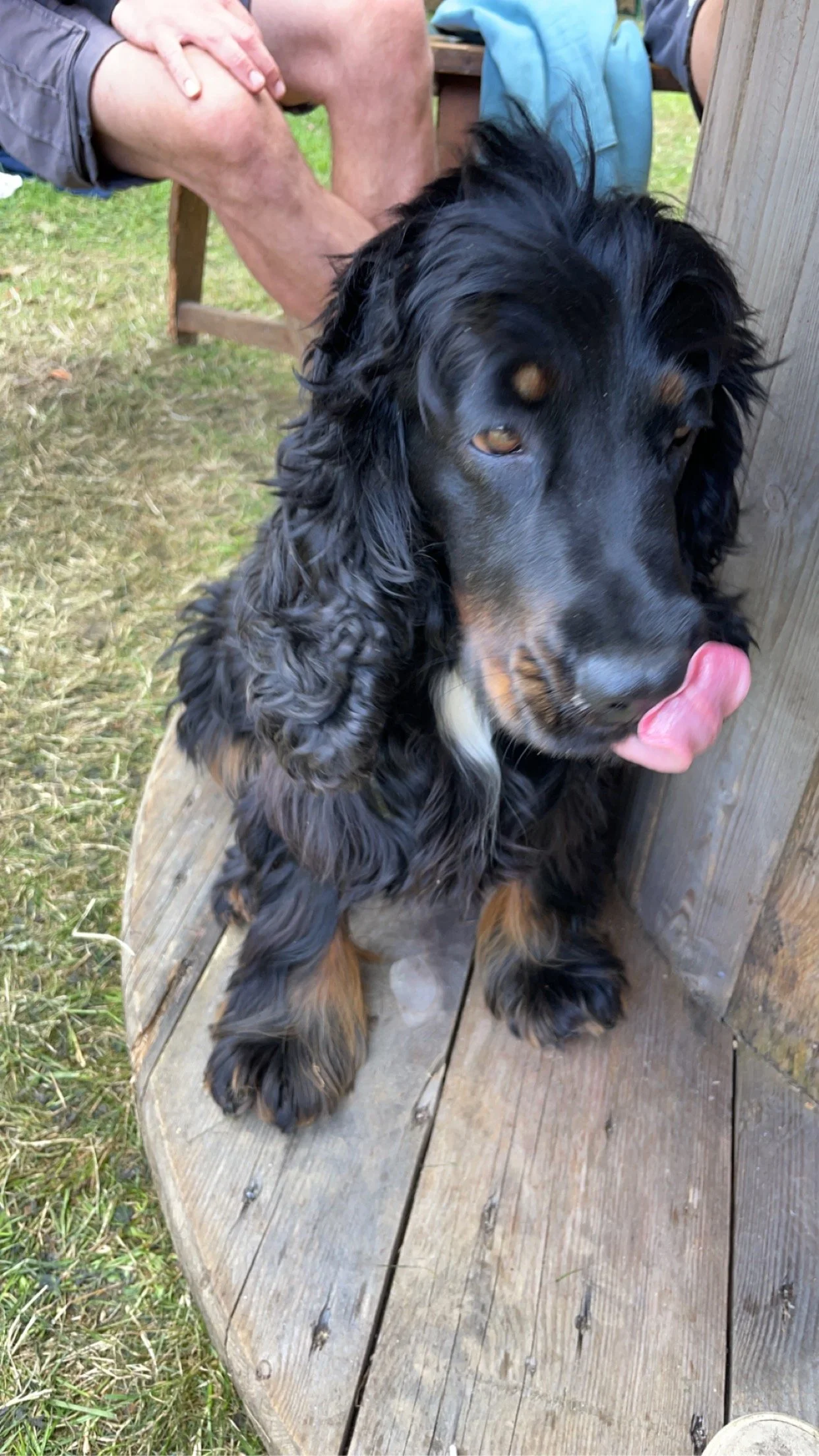 Un chien noir à poil long et oreilles de Cocker Spaniel couché sur une plateforme en bois, avec sa langue sortie. Une personne est assise derrière lui, avec des jambes visibles.
