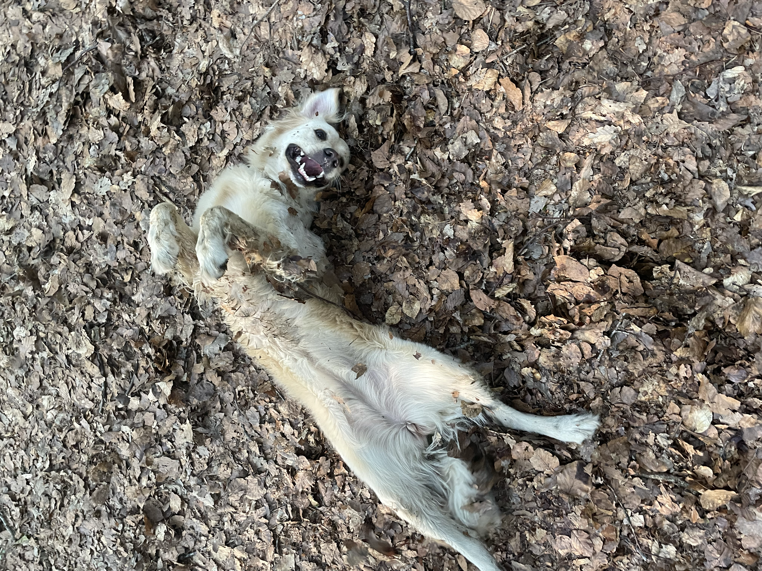 Un chien beige allongé sur le dos dans un tas de feuilles mortes dans la forêt, avec une expression joyeuse et la bouche ouverte.
