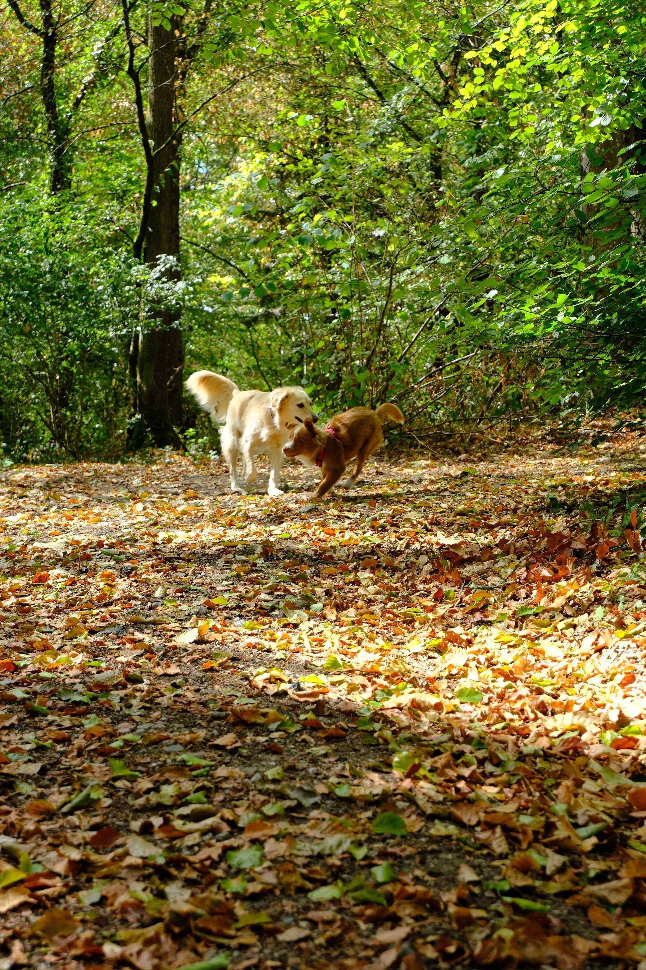 Deux chiens jouent dans une forêt avec des feuilles mortes au sol.