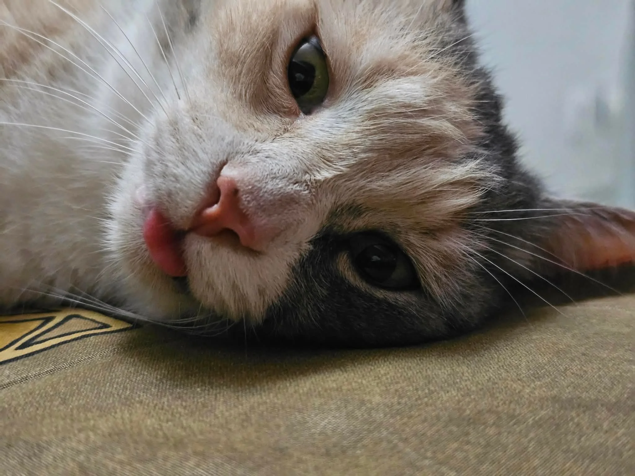 Un chat tacheté de couleurs beige, noir, blanc et brun, avec une seule patte blanche visible, en train de se reposer sur un coussin beige. Le chat est en position allongée et regarde la caméra avec un œil vert.