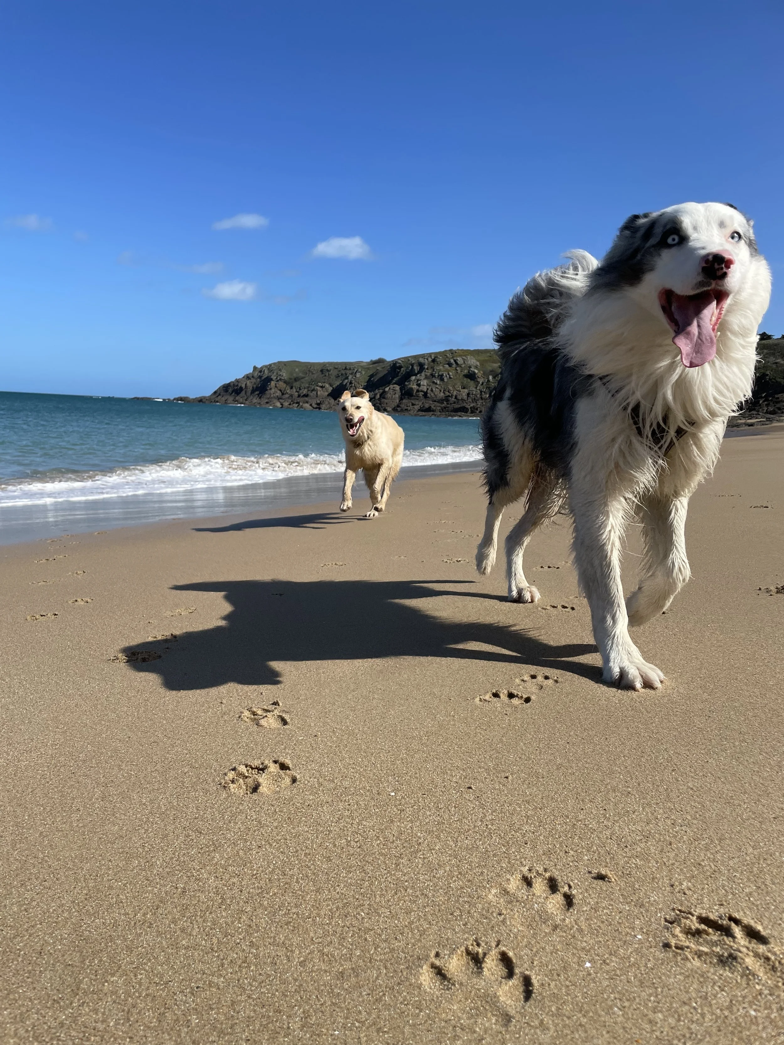 Deux chiens sur la plage, marchant dans le sable, avec des empreintes derrière eux, sous un ciel bleu clair avec quelques nuages peu nombreux.