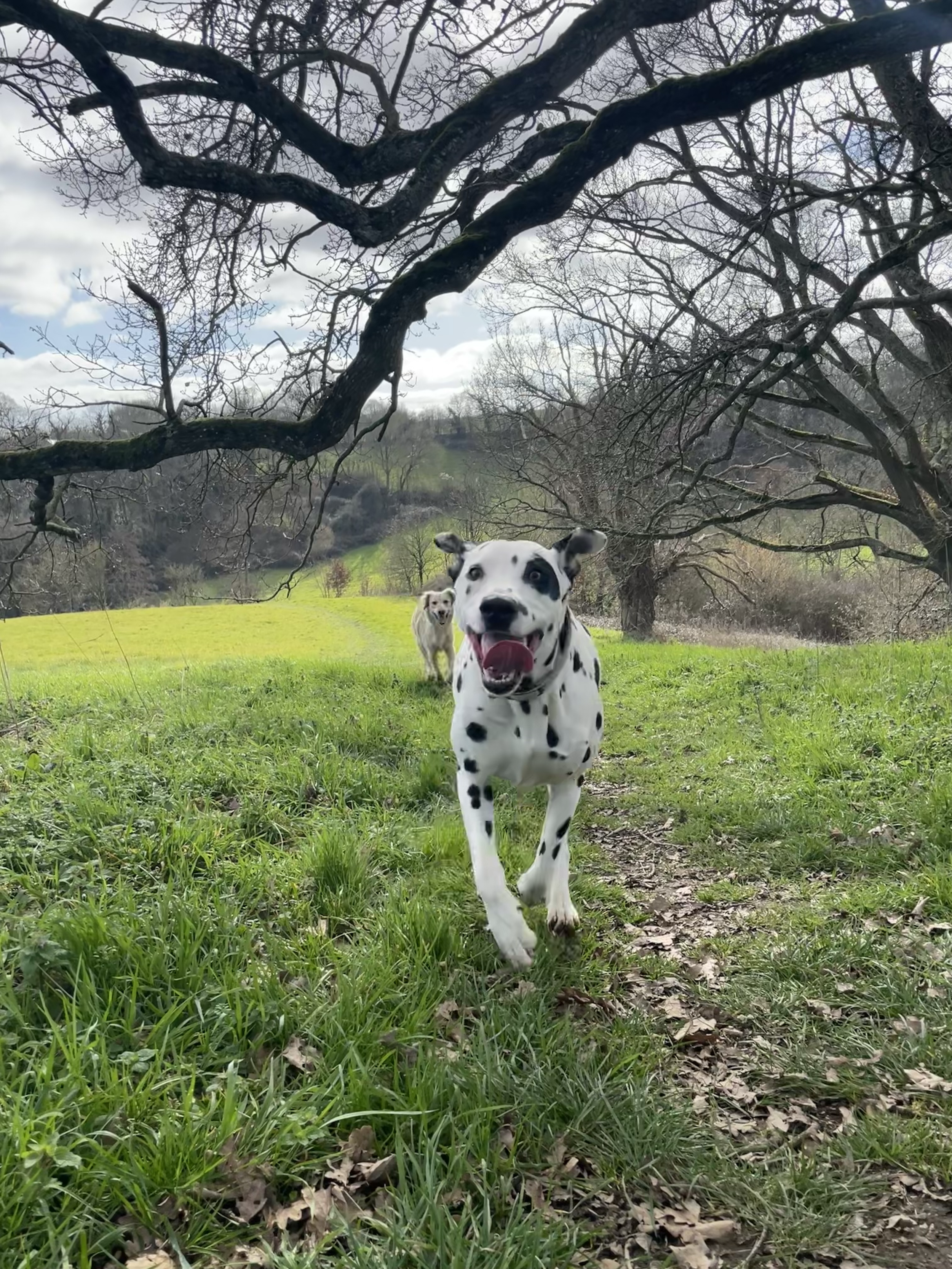 Deux chiens blancs et noirs courant dans un champ verdoyant avec des arbres et un ciel partiellement nuageux en arrière-plan.