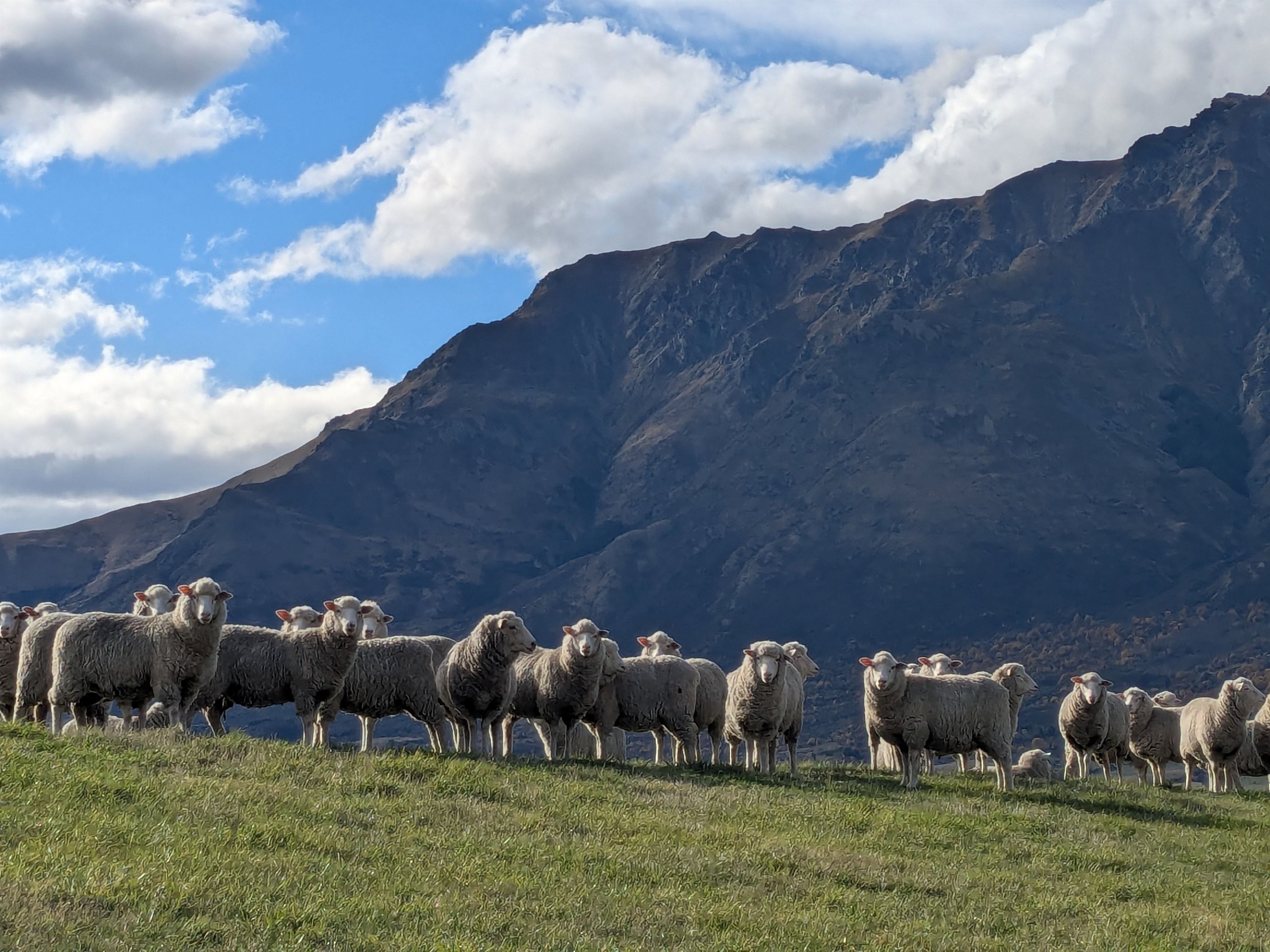 Merino sheep grazing in a mountain landscape