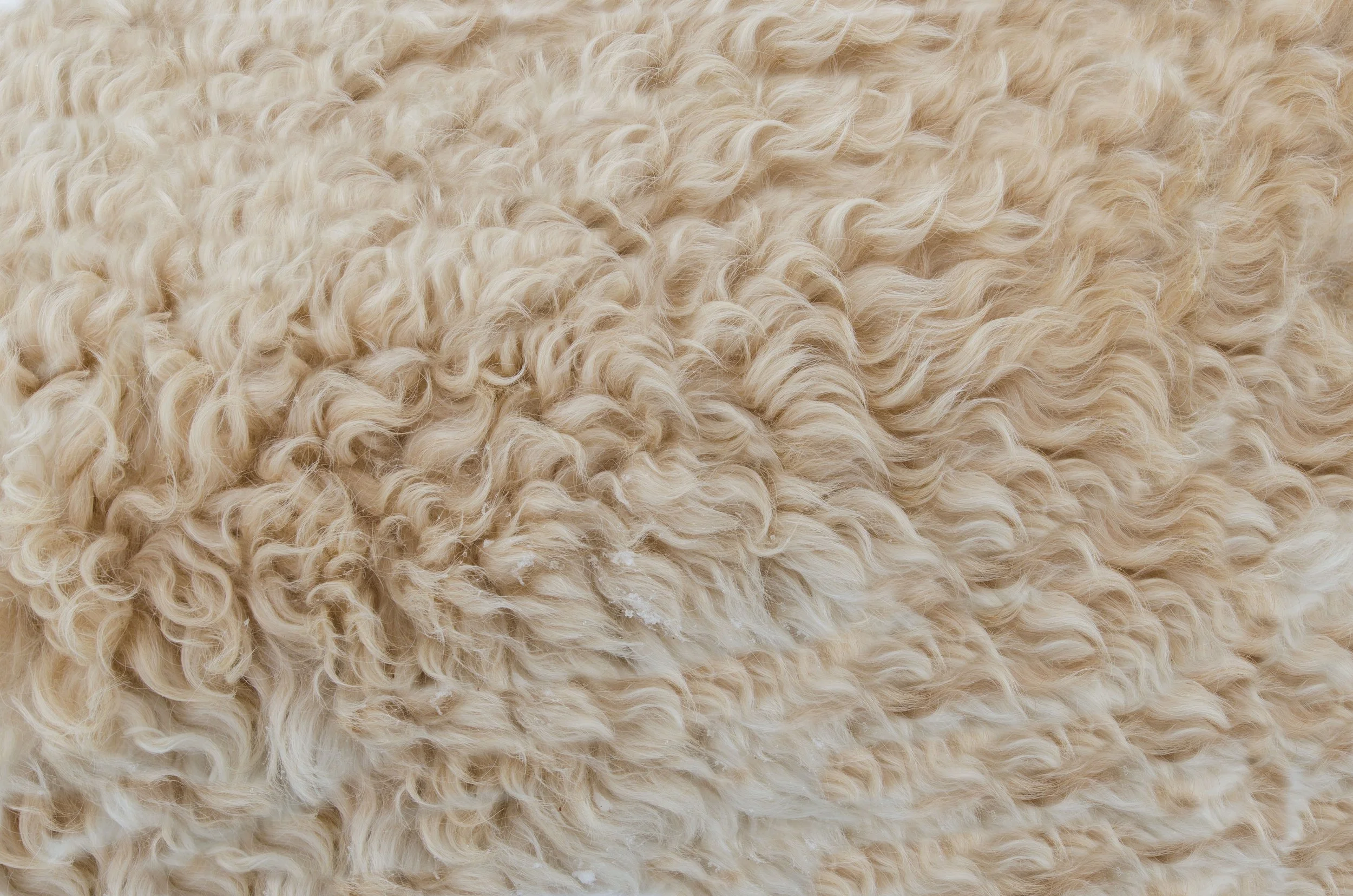 Close-up of soft natural merino wool fibres