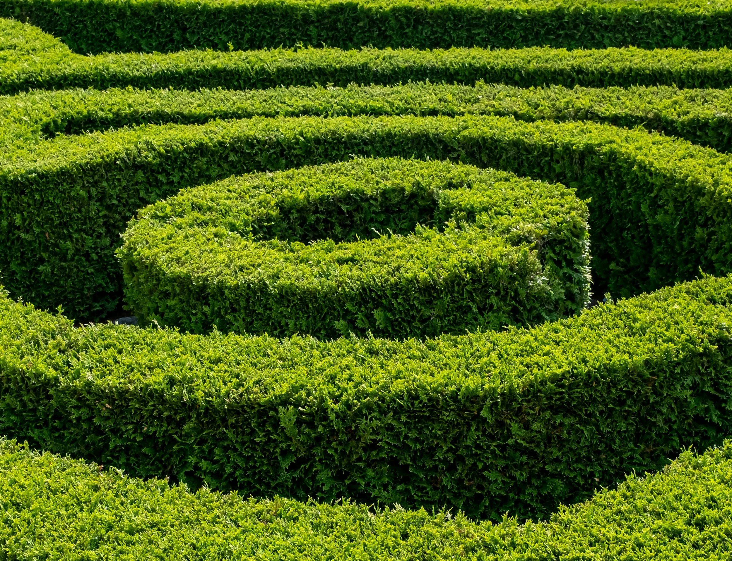 Close-up of neatly trimmed green hedge bushes in a garden.