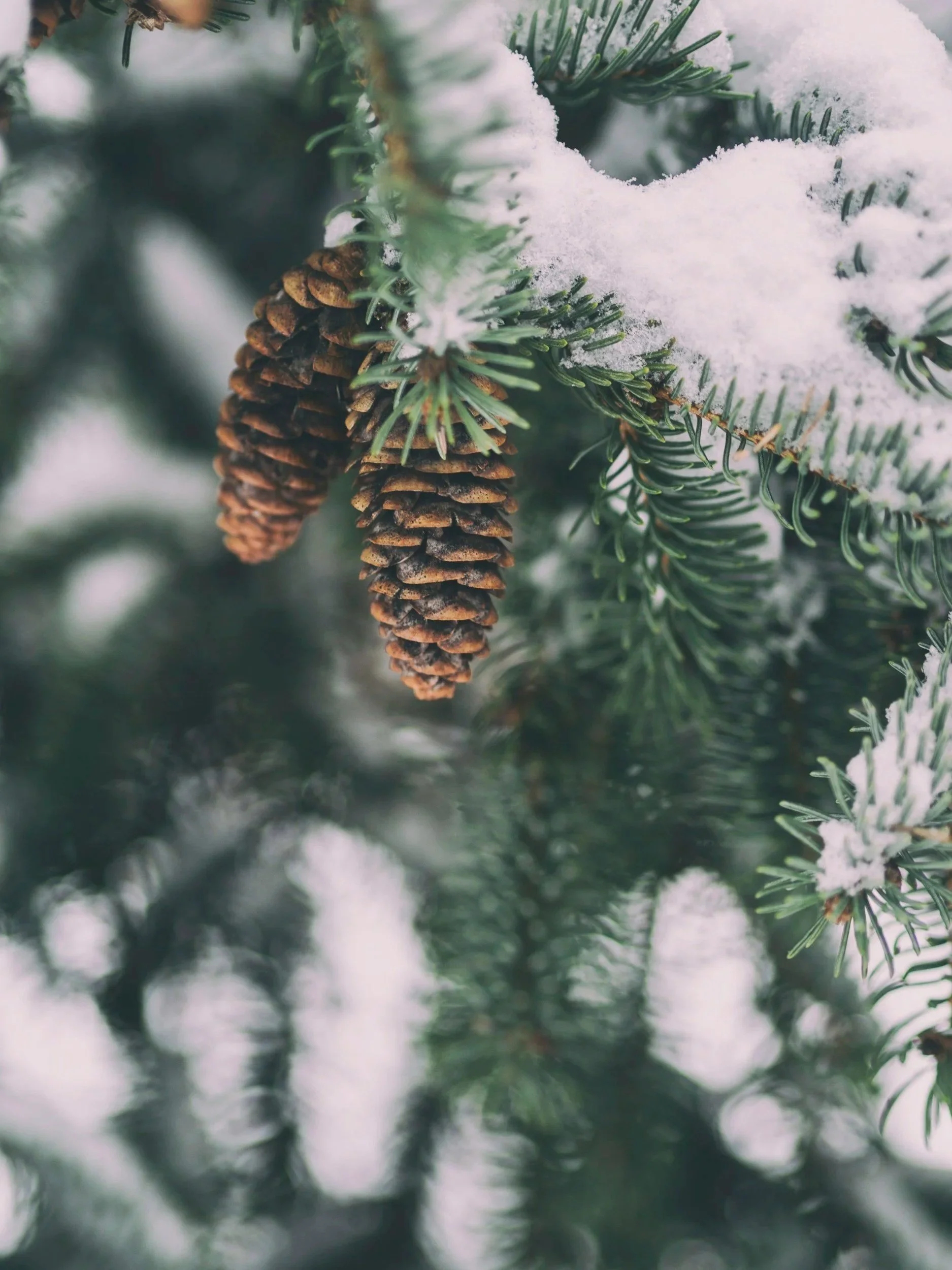 Close-up of pinecones and snow on evergreen branches.