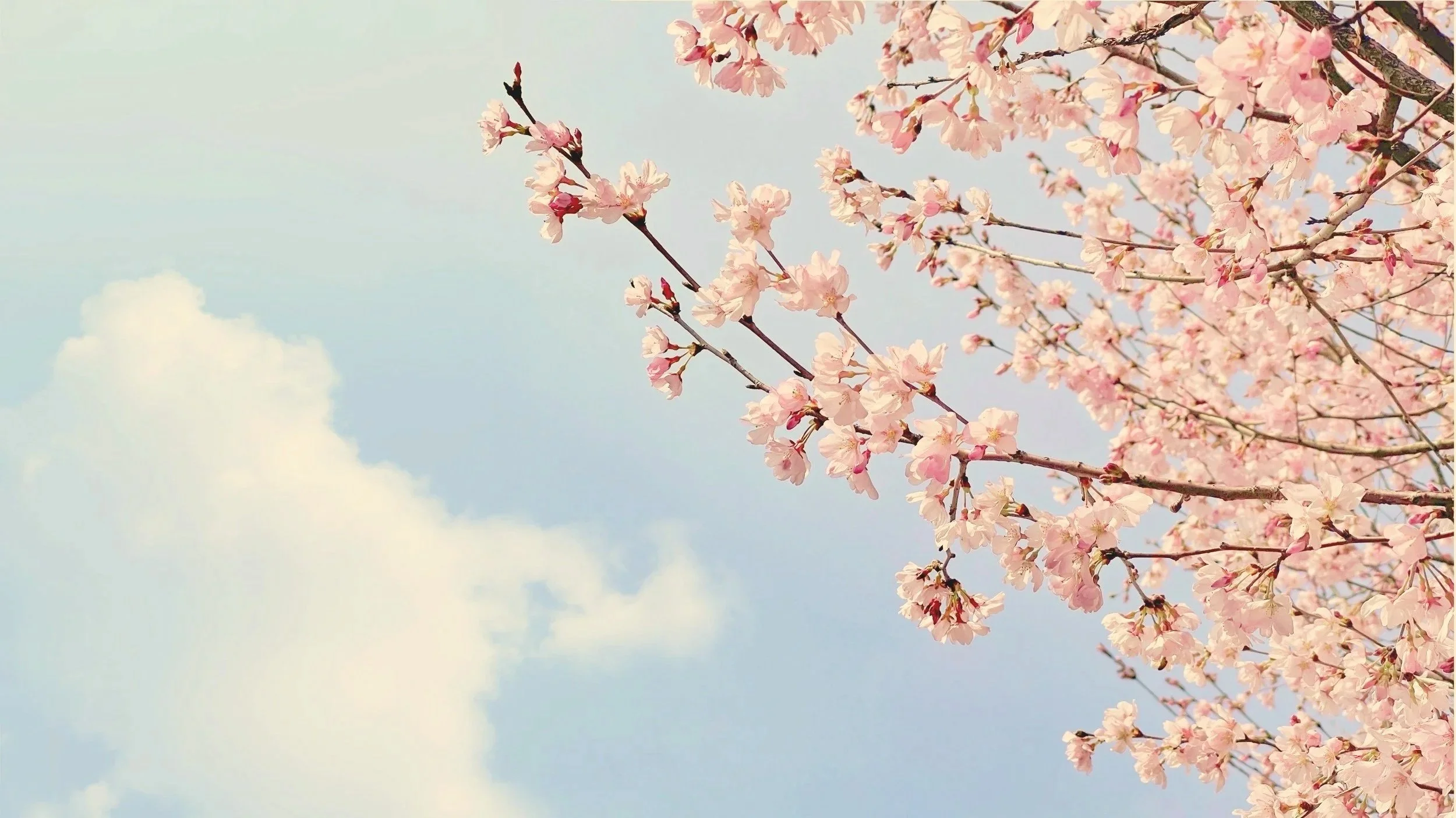 Close-up of pink cherry blossoms on tree branches against a light blue sky with a few clouds.