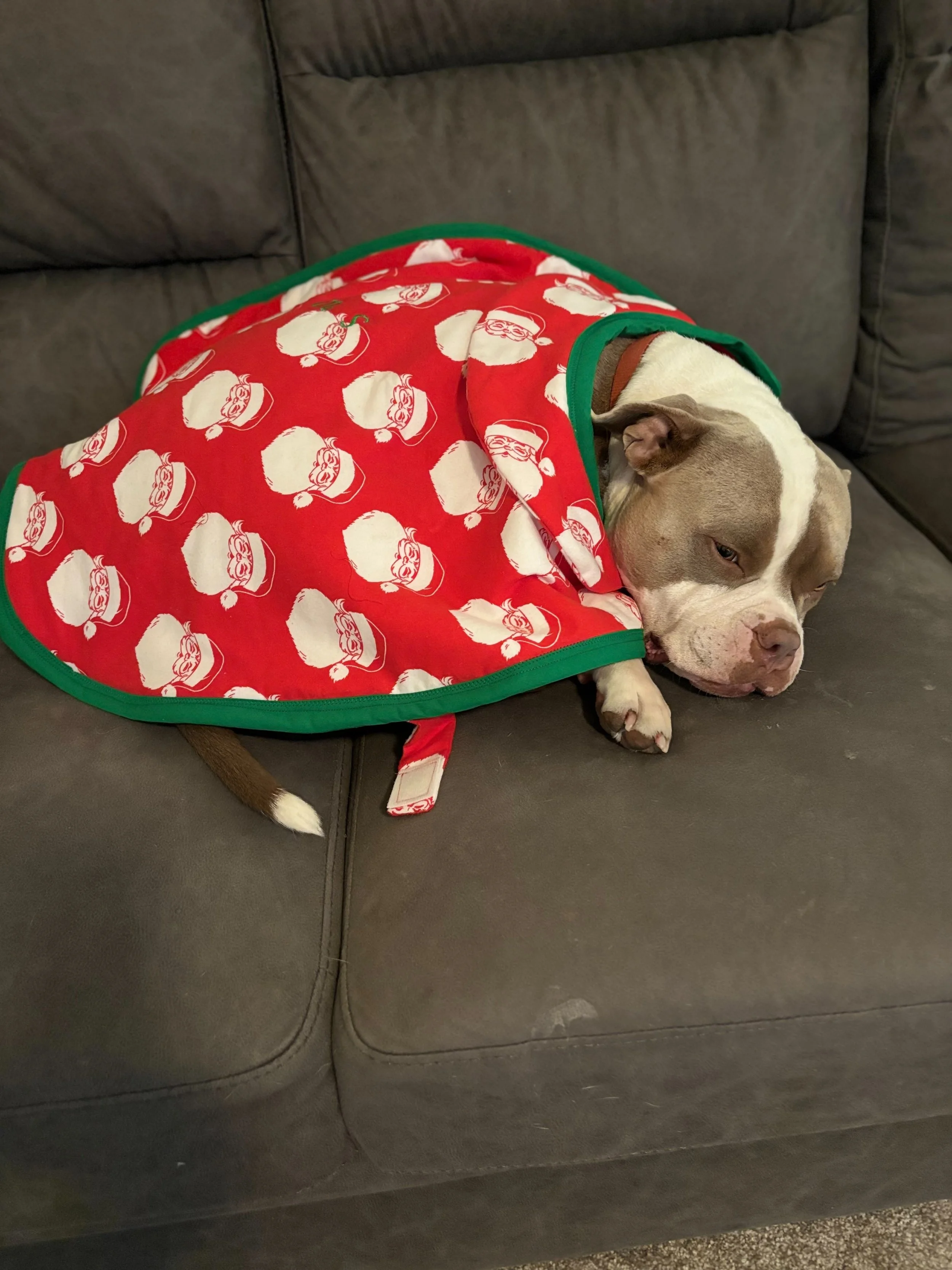 Dog Coat