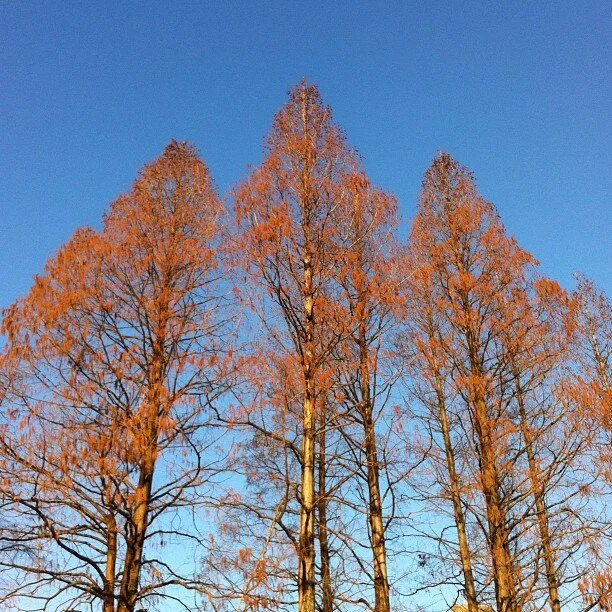 2012-12-18_1355860479.jpg
