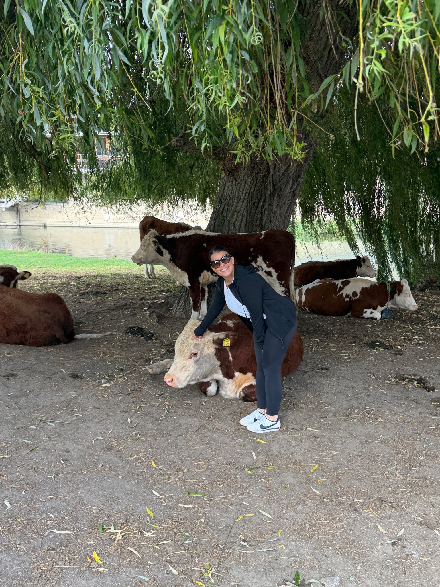 Cambridge Cows