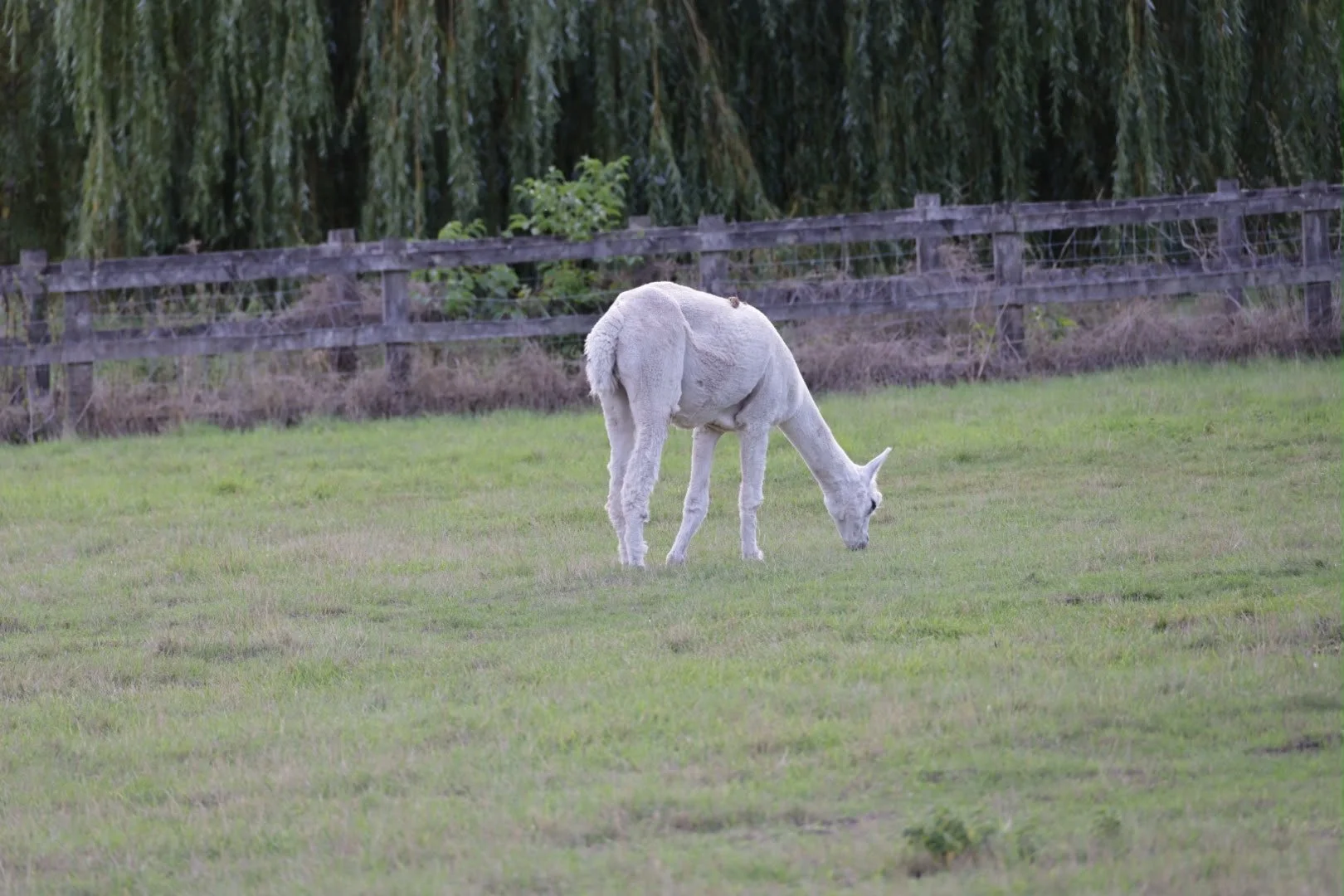 Farm Llama