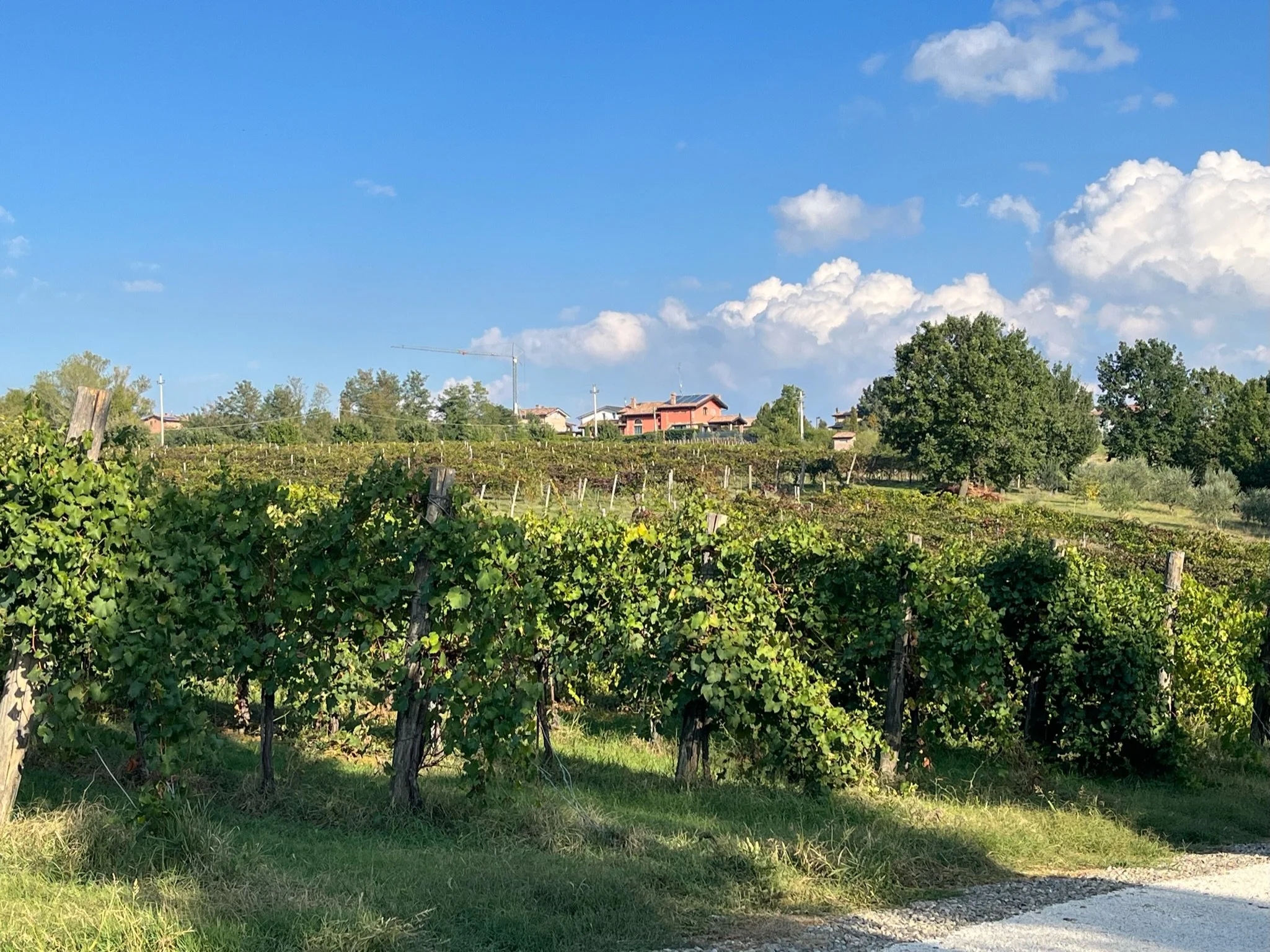 Italian vineyard with rows of grapevines, trees, and houses in the background against a blue sky with clouds.