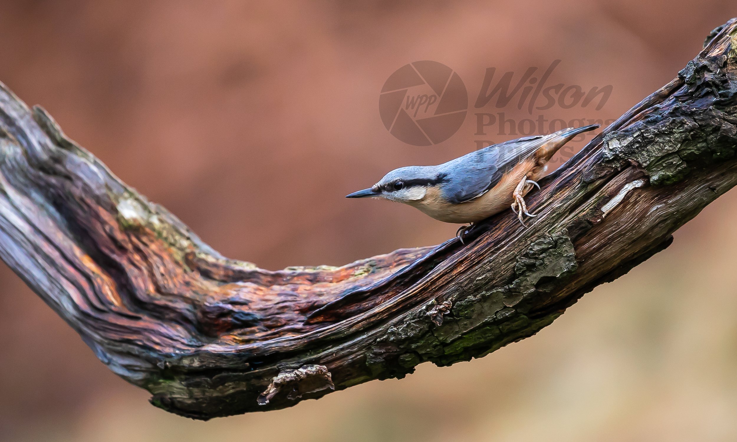 Vivid Nuthatch on Branch