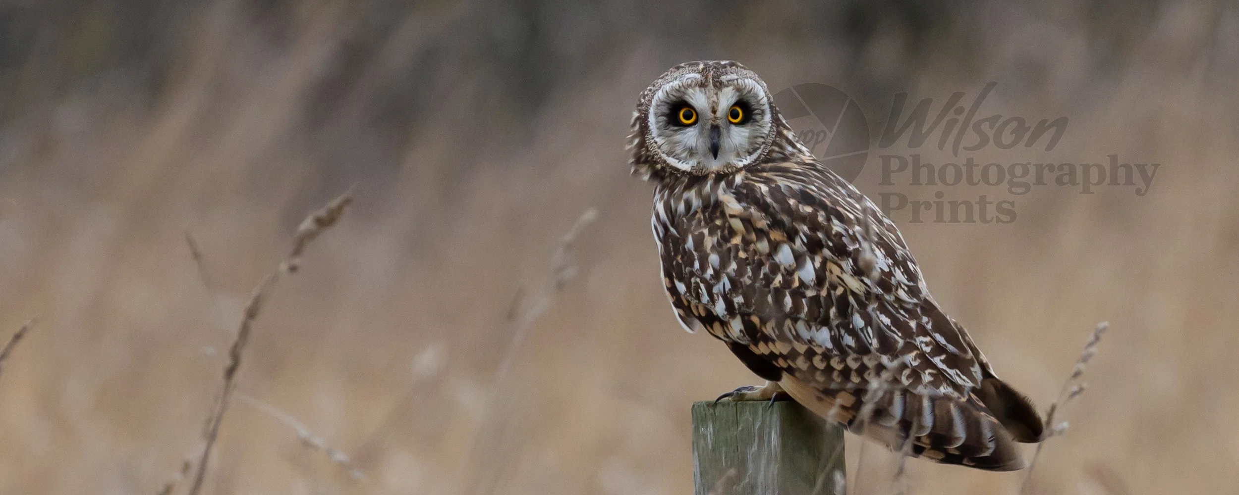 Dusk Watch: Short-Eared Owl