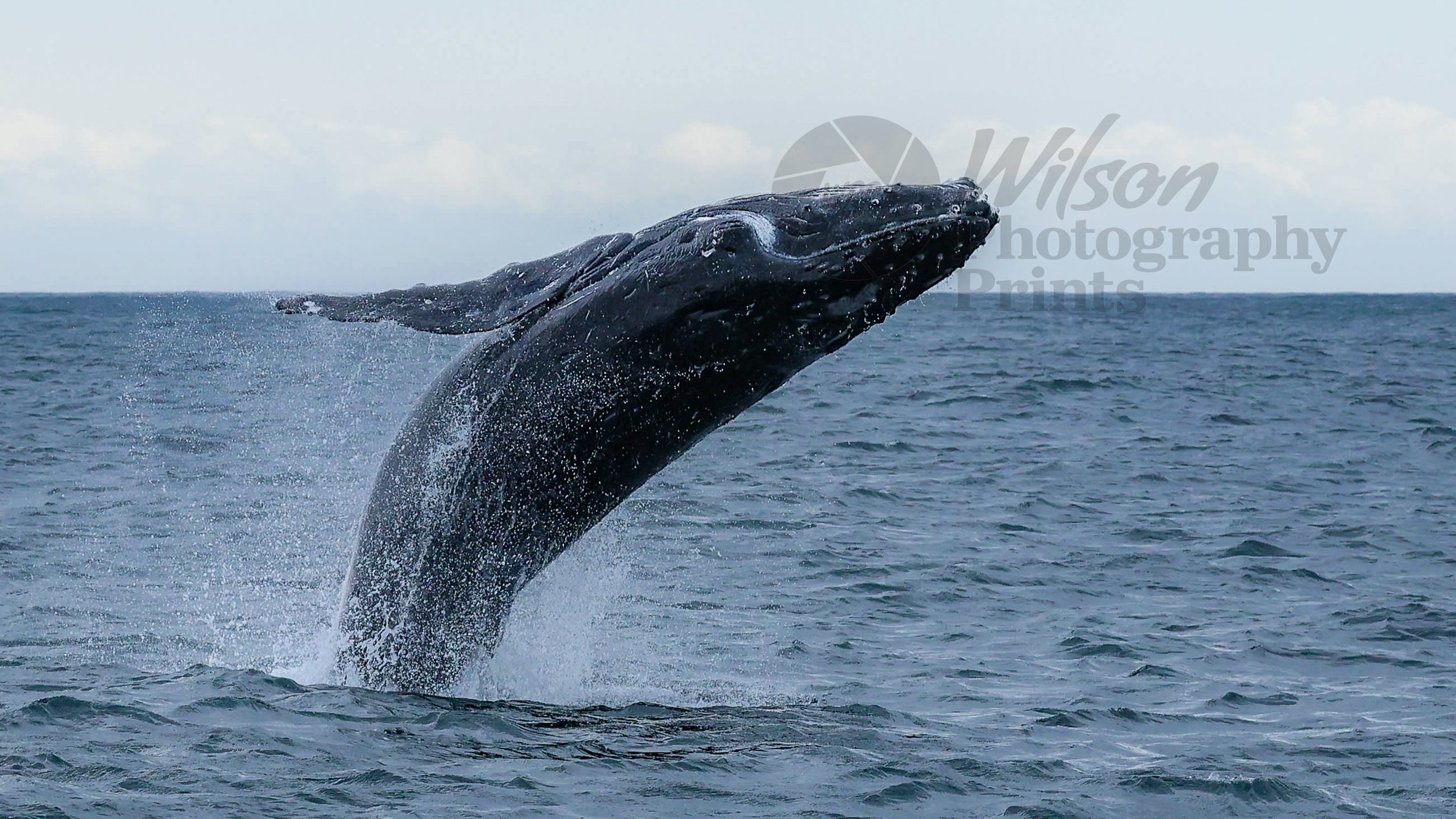 Majestic Breach: Humpback Whale in Tasman Sea