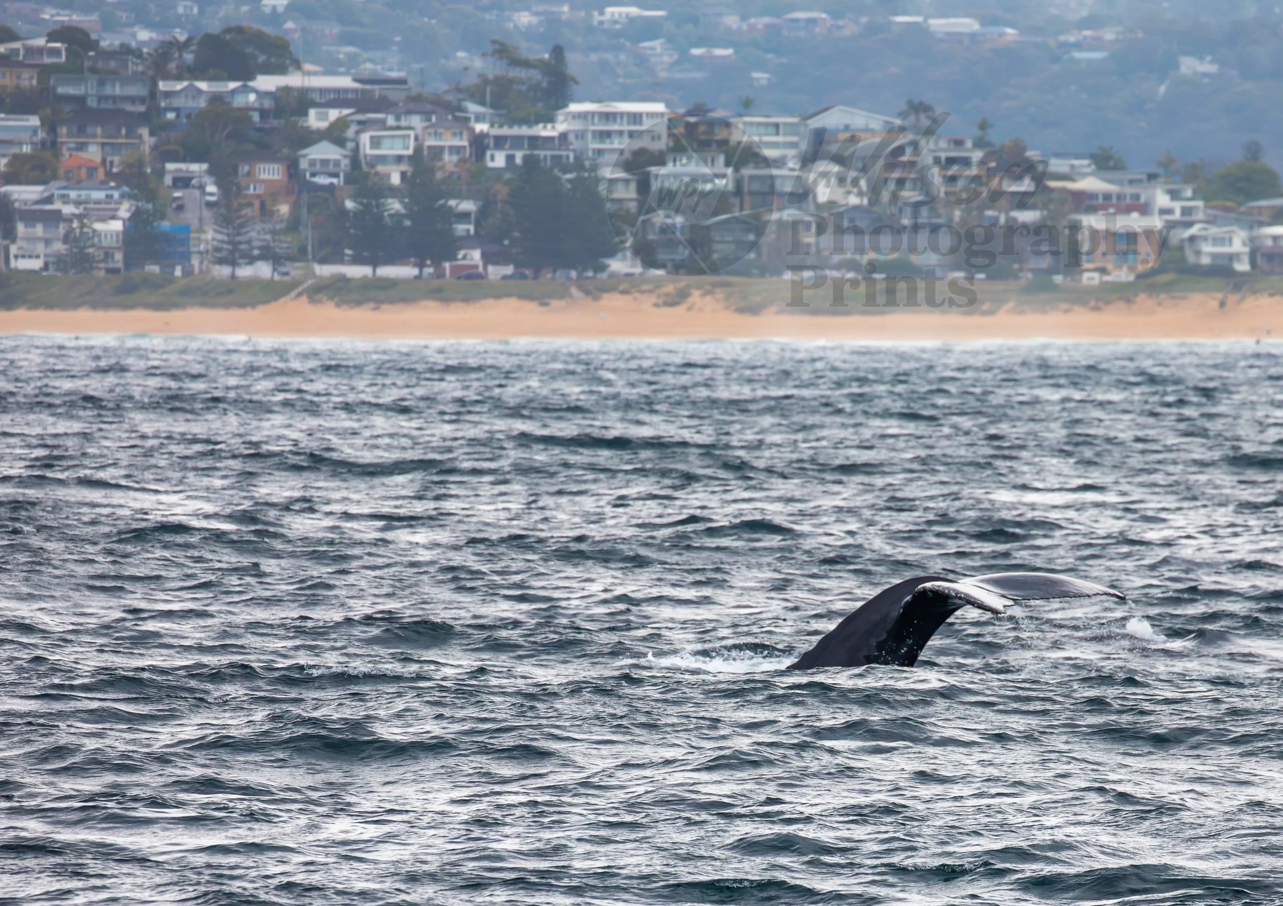 Diving Humpback Whale in the Tasman Sea