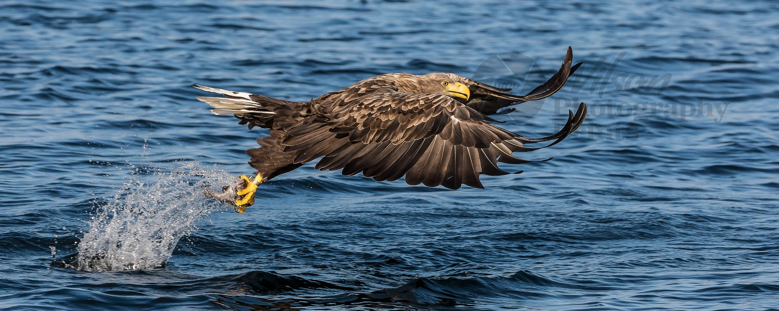 Majestic White-Tailed Eagle successful catch - Loch Na Keal