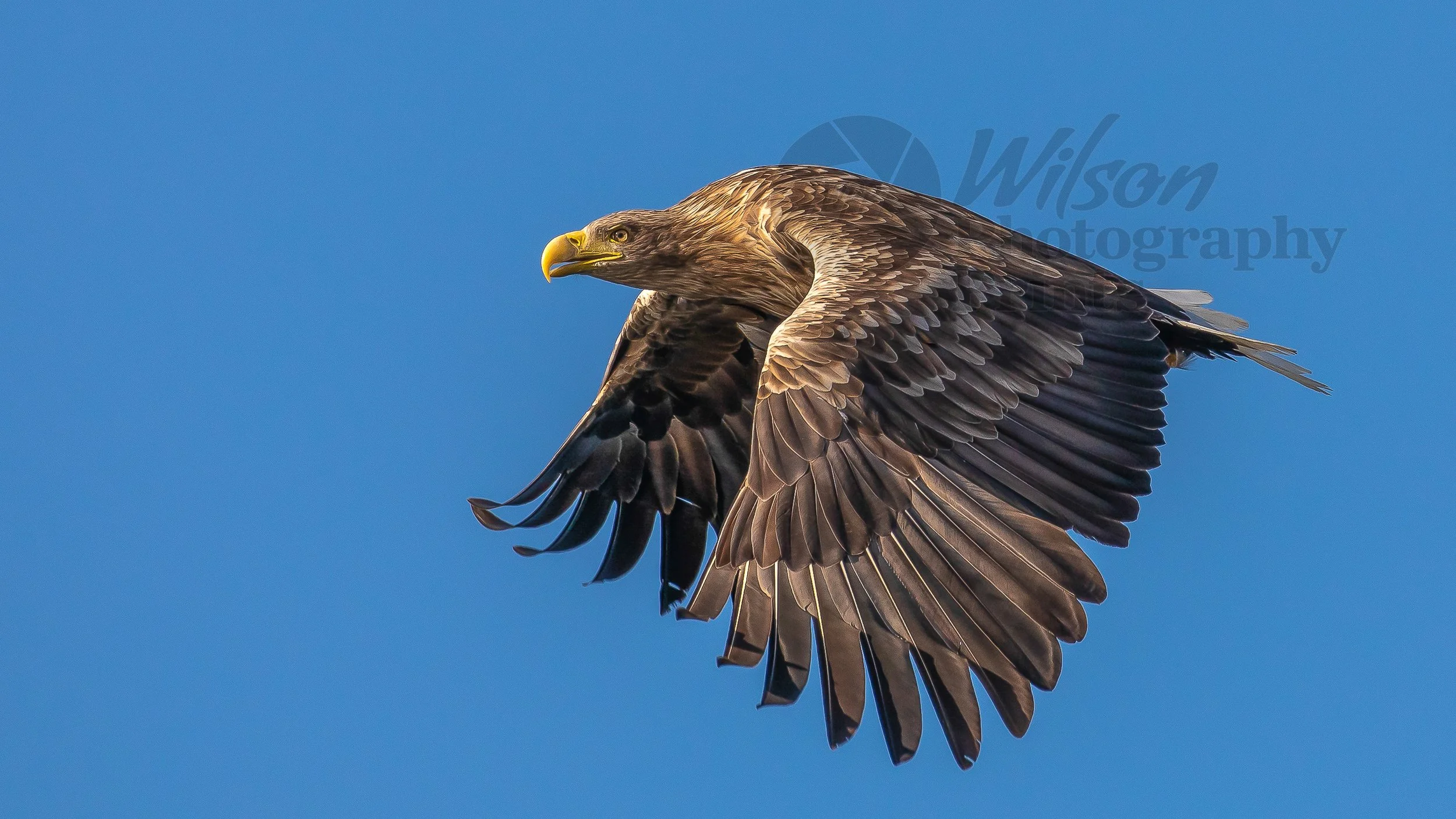 White Tailed Eagles