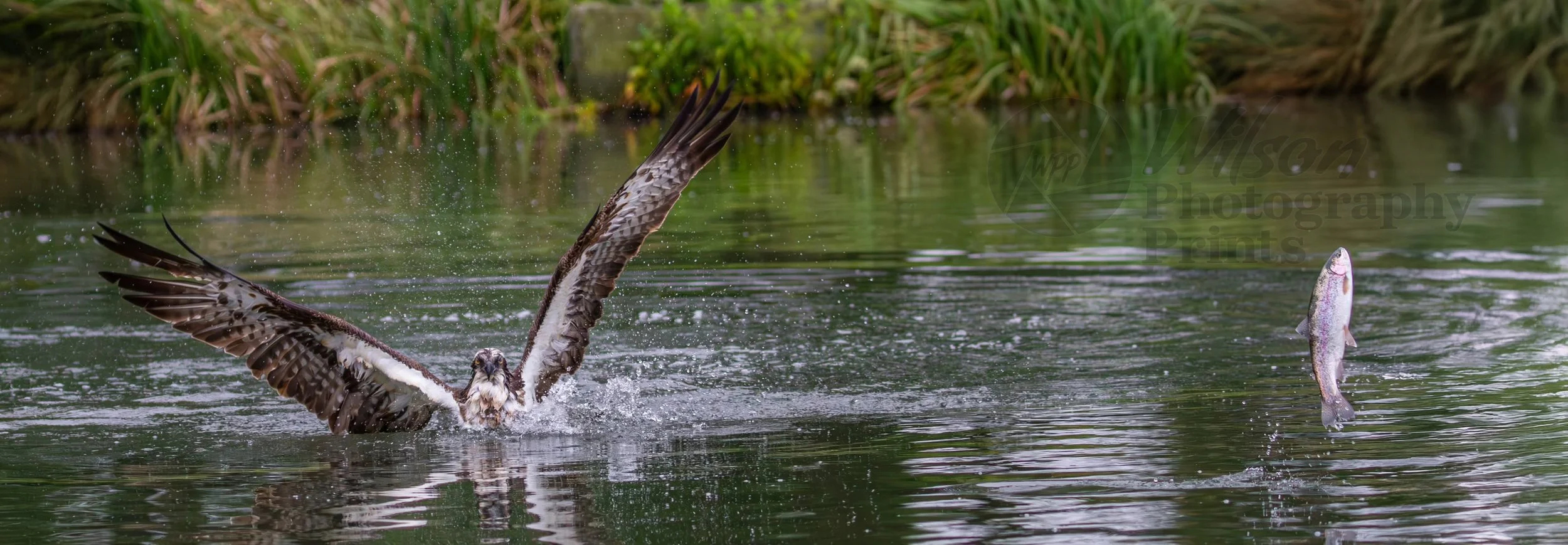 The Great Escape: Osprey's Missed Catch