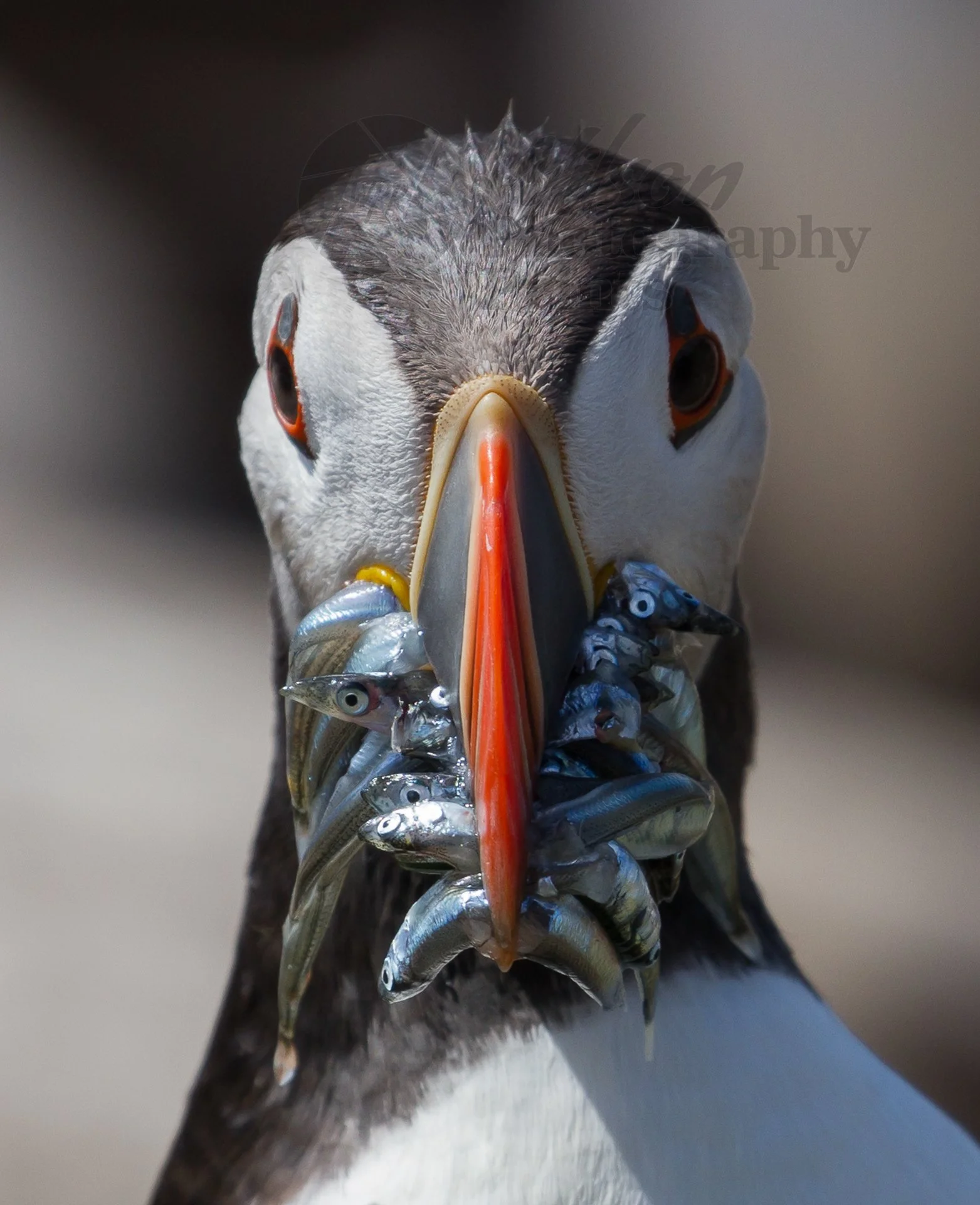 Atlantic Puffin with Sand Eels