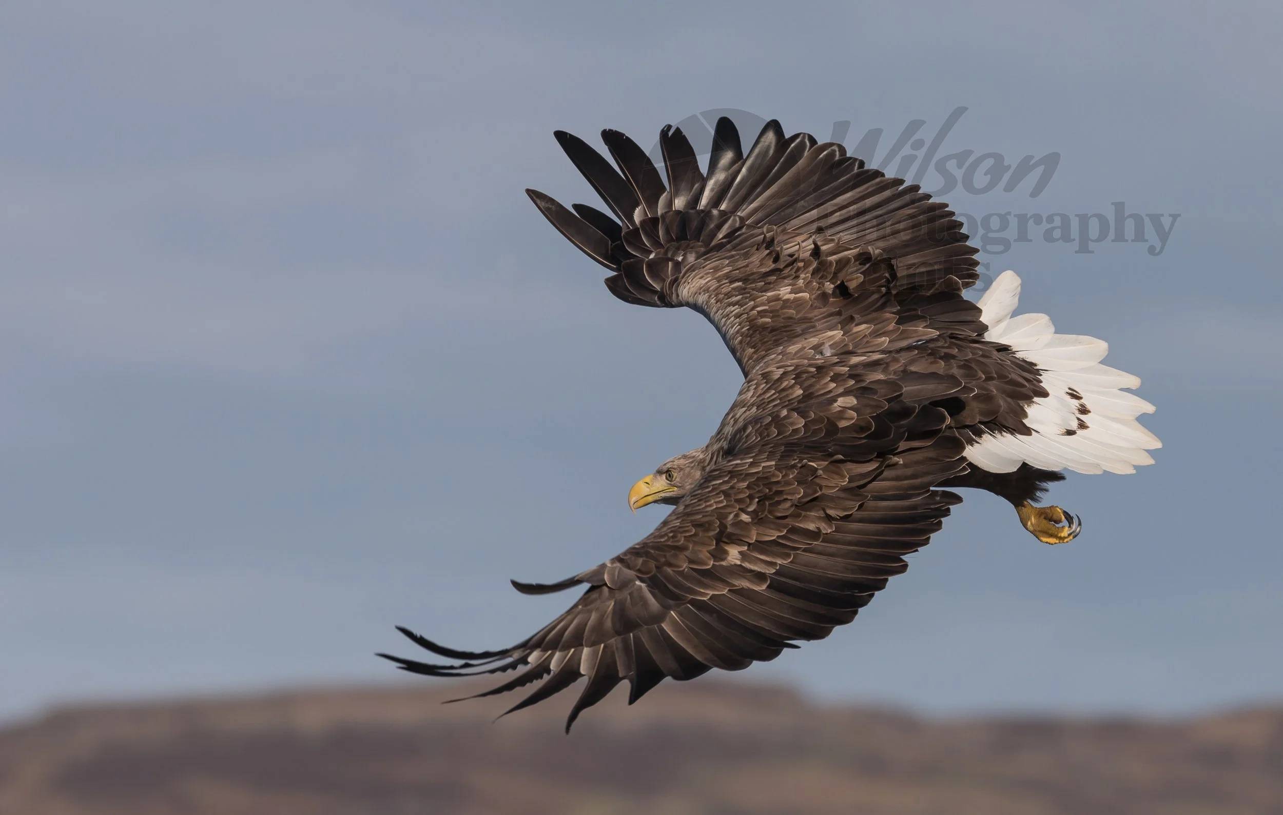 Majestic White Tailed Eagle in flight over Loch Na Keal