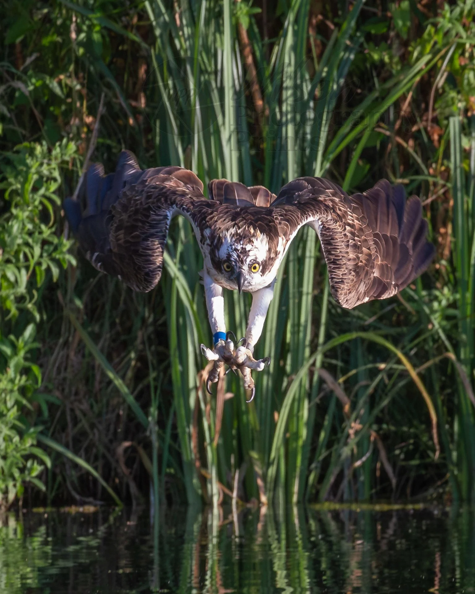 Diving Osprey