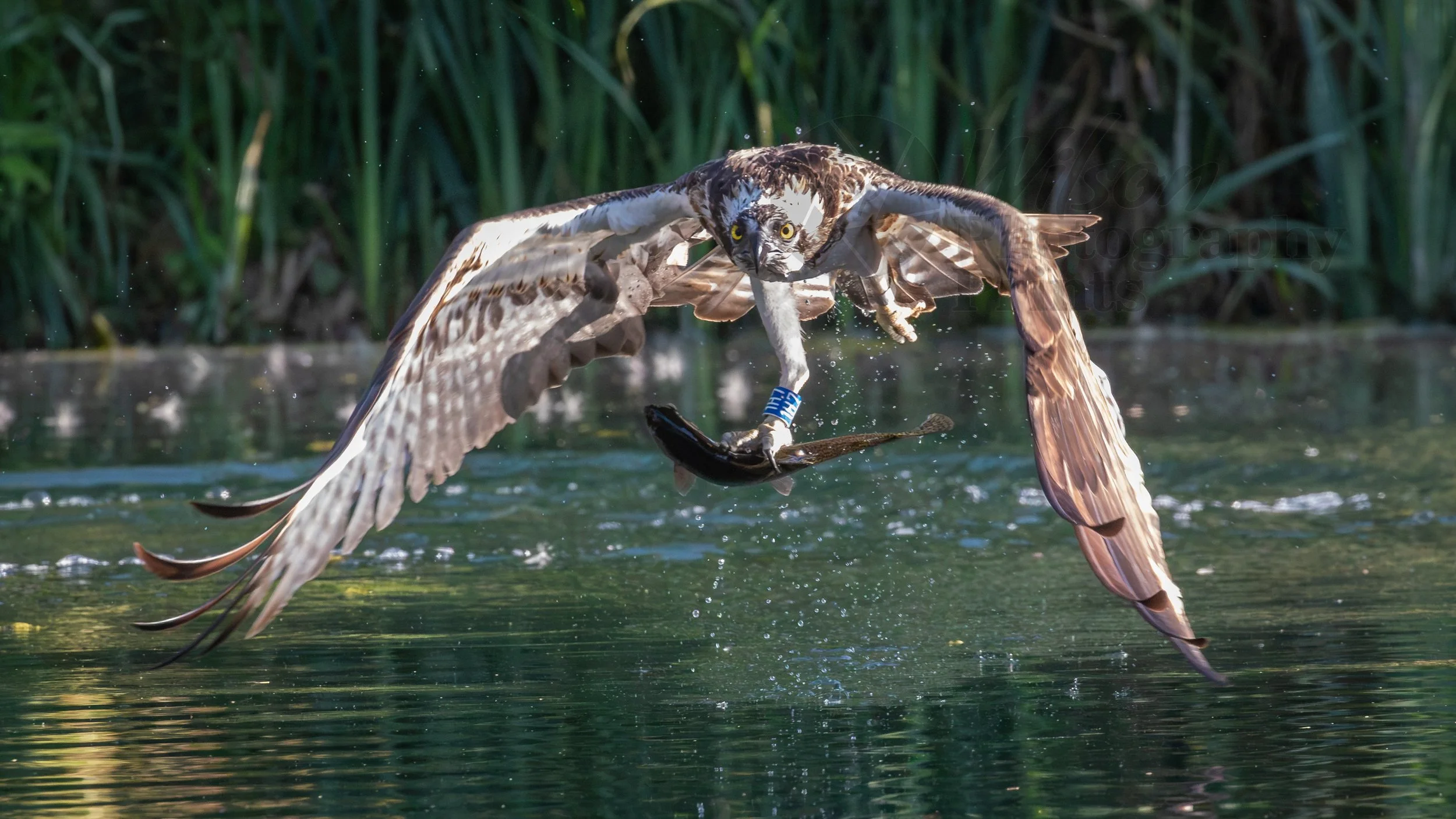 Osprey's Triumph: Master of the Hunt