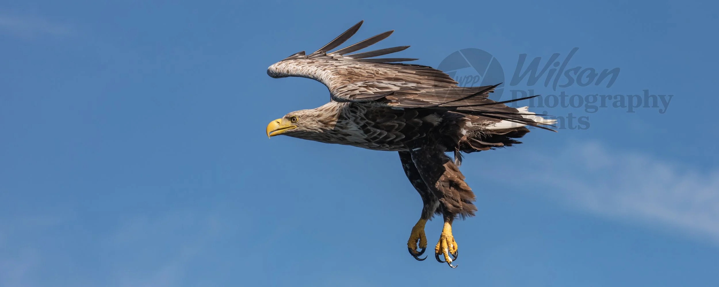 Majestic White-Tailed Eagle Over Loch na Keal, Scotland