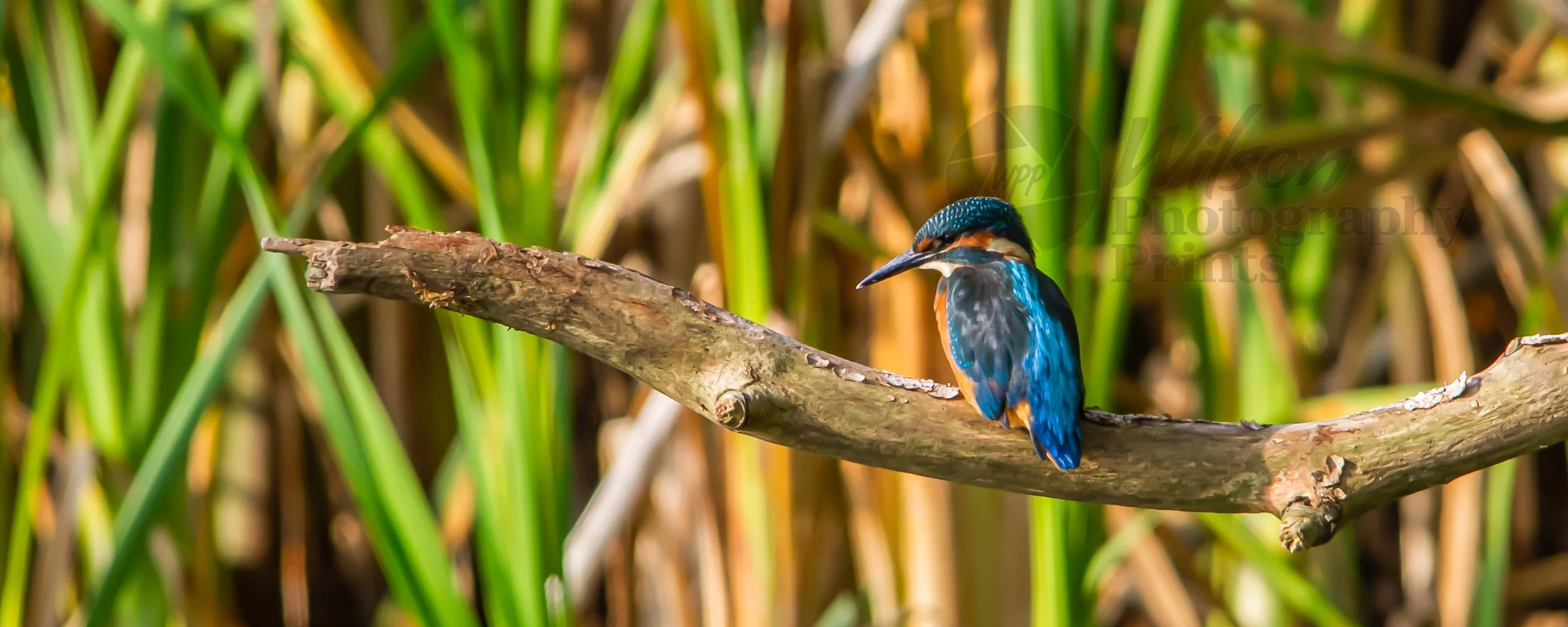 Majestic Kingfisher: Silent Watch in Nature