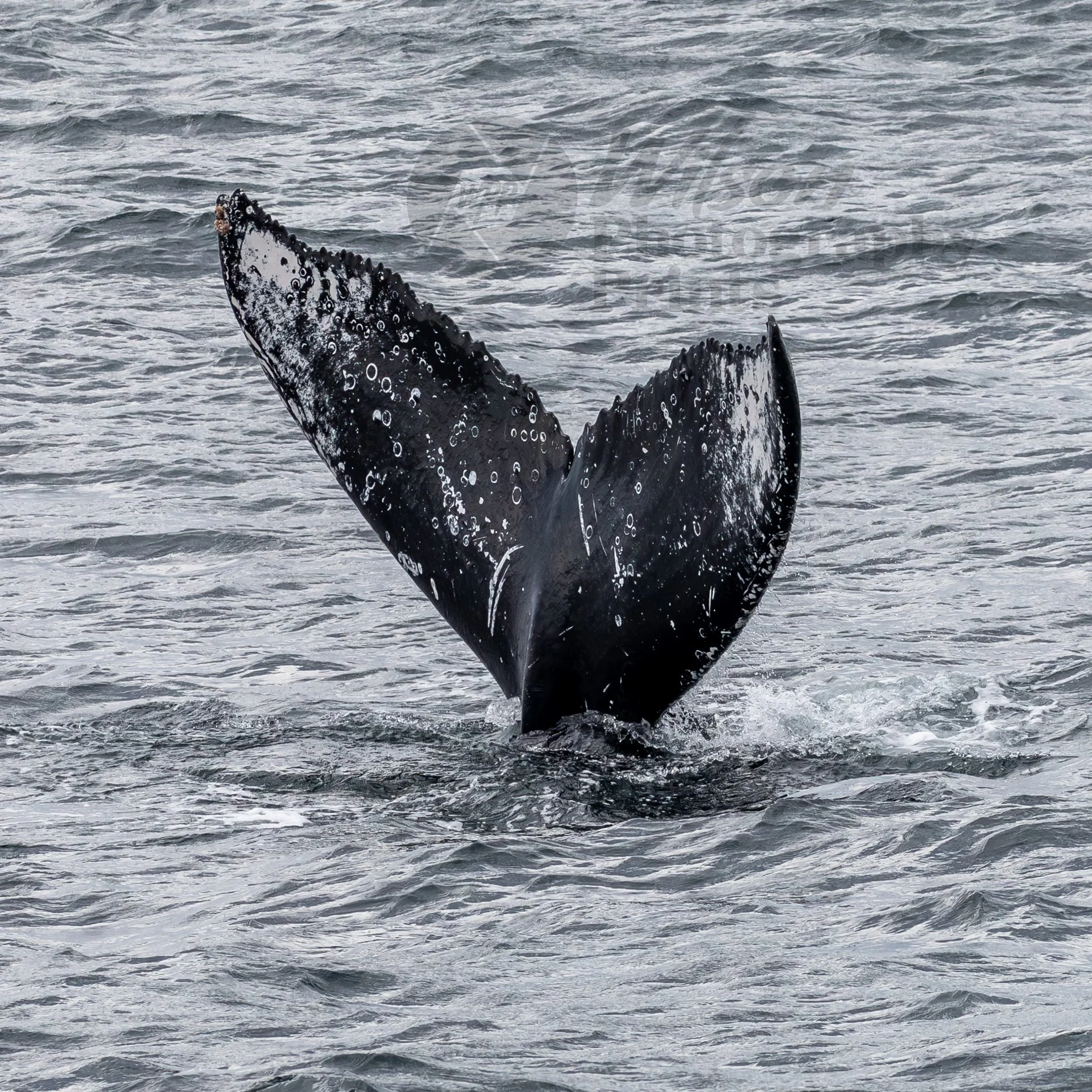 Majestic Humpback Fluke - Tasman Sea