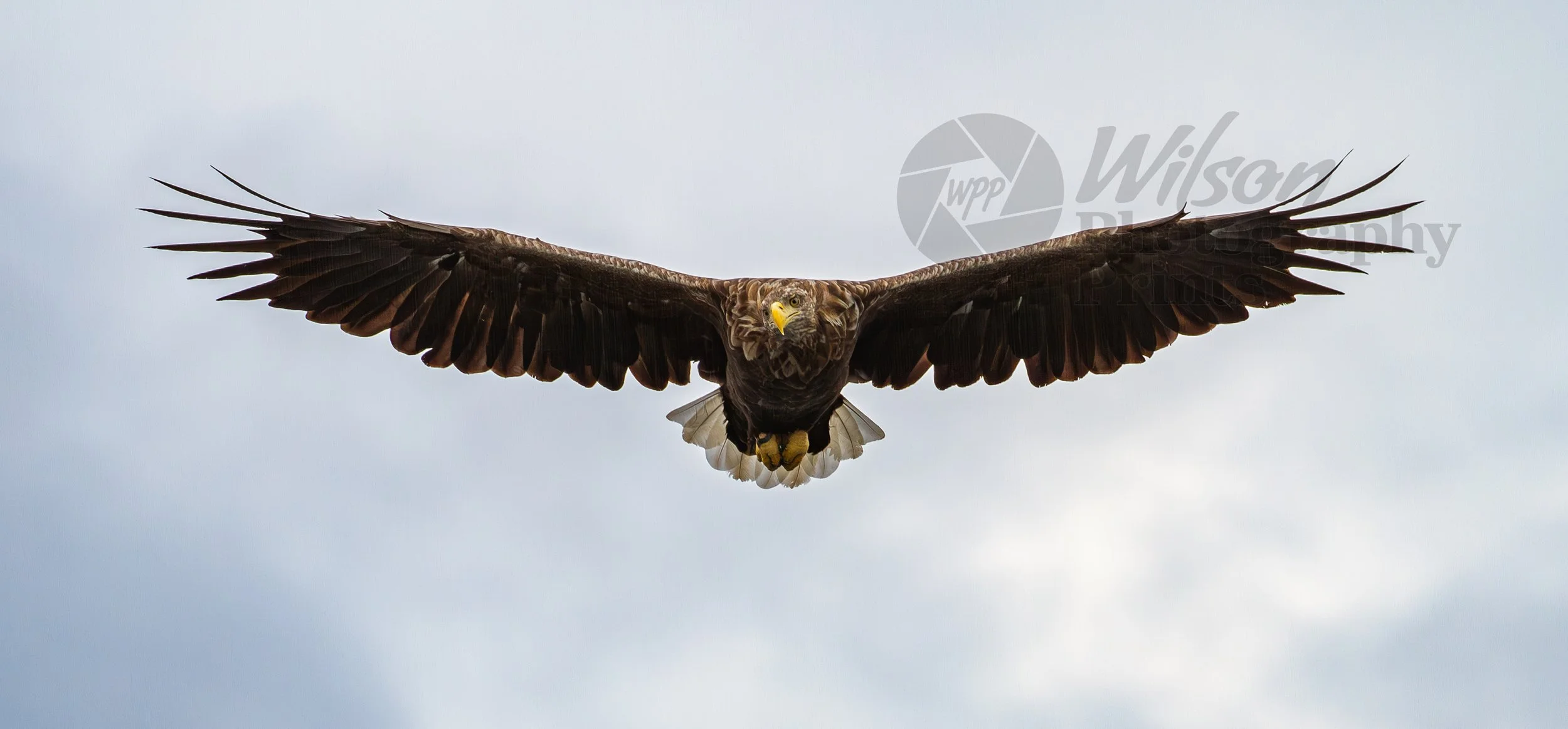 Majestic Flight: White-Tailed Eagle over Scottish Highlands
