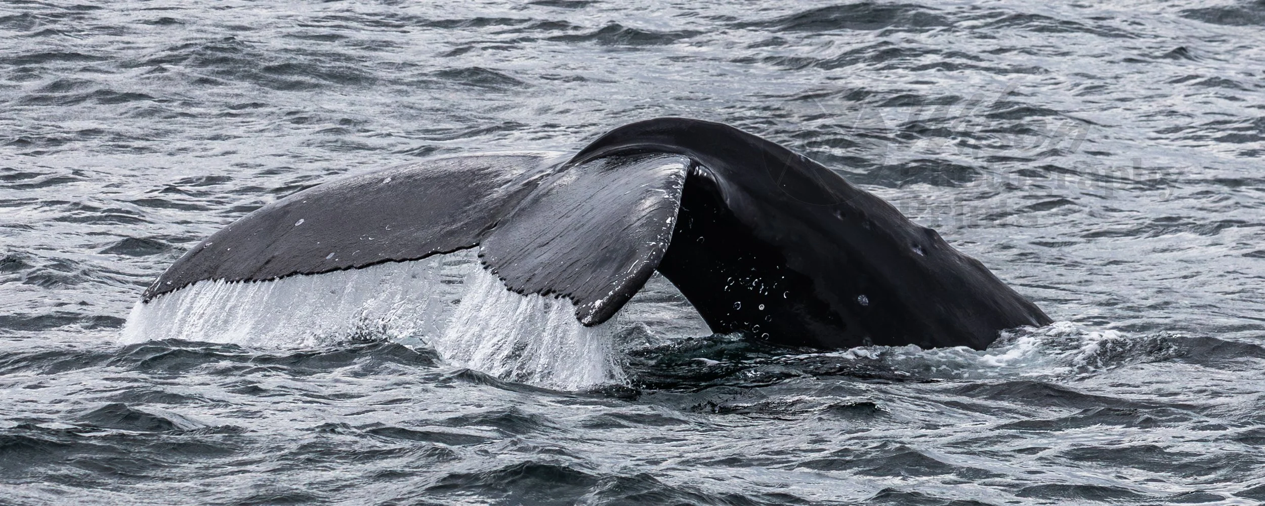 Majestic Humpback Whale in the Tasman Sea