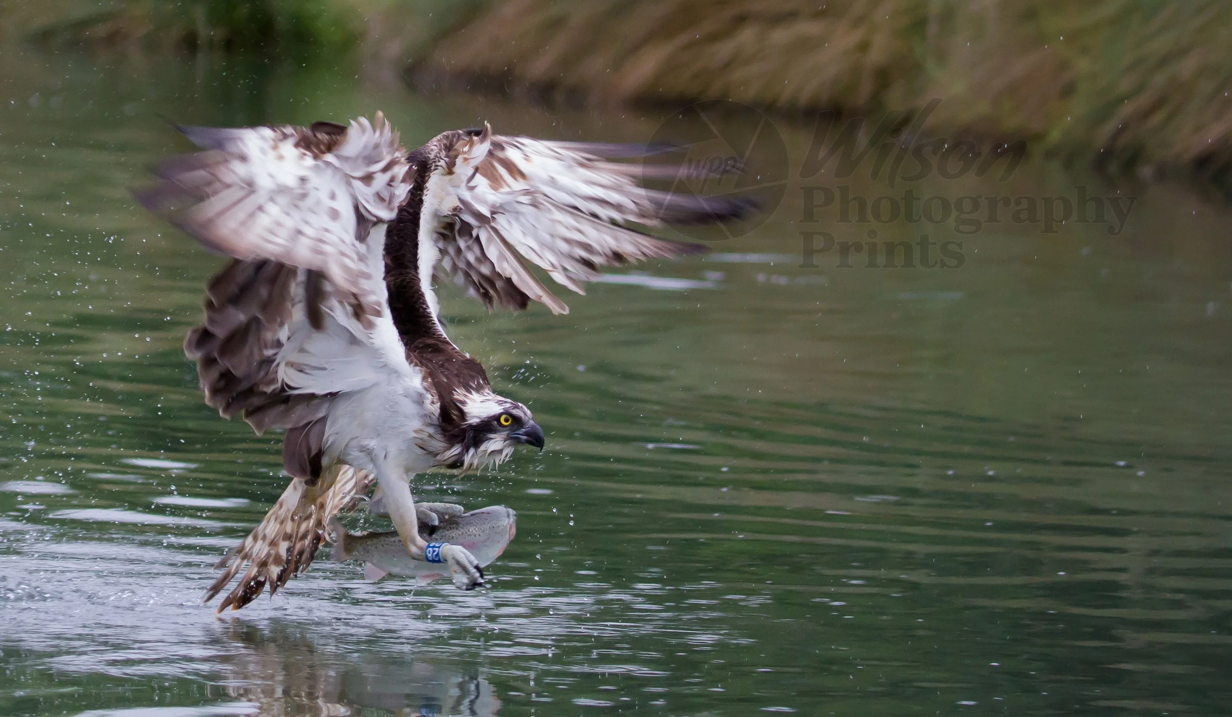 Majestic Osprey in Action