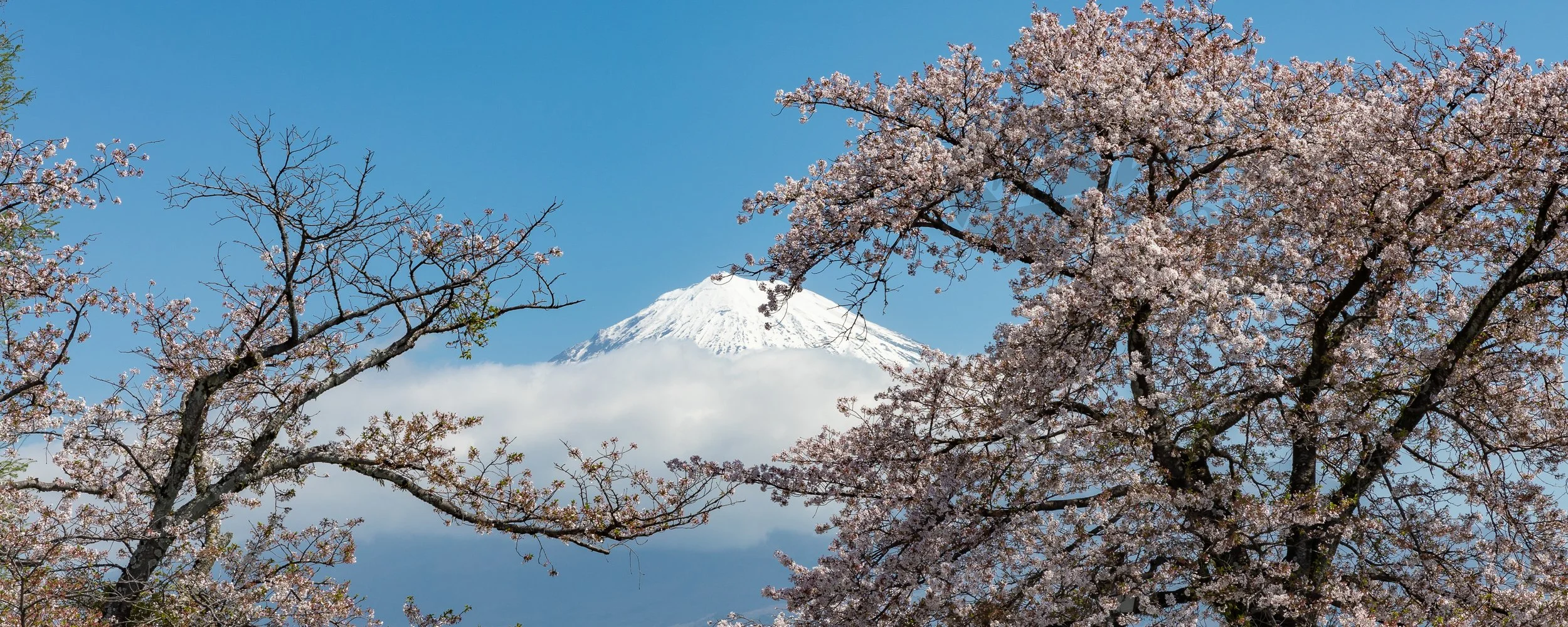 Cherry Blossom Framing Mt. Fuji