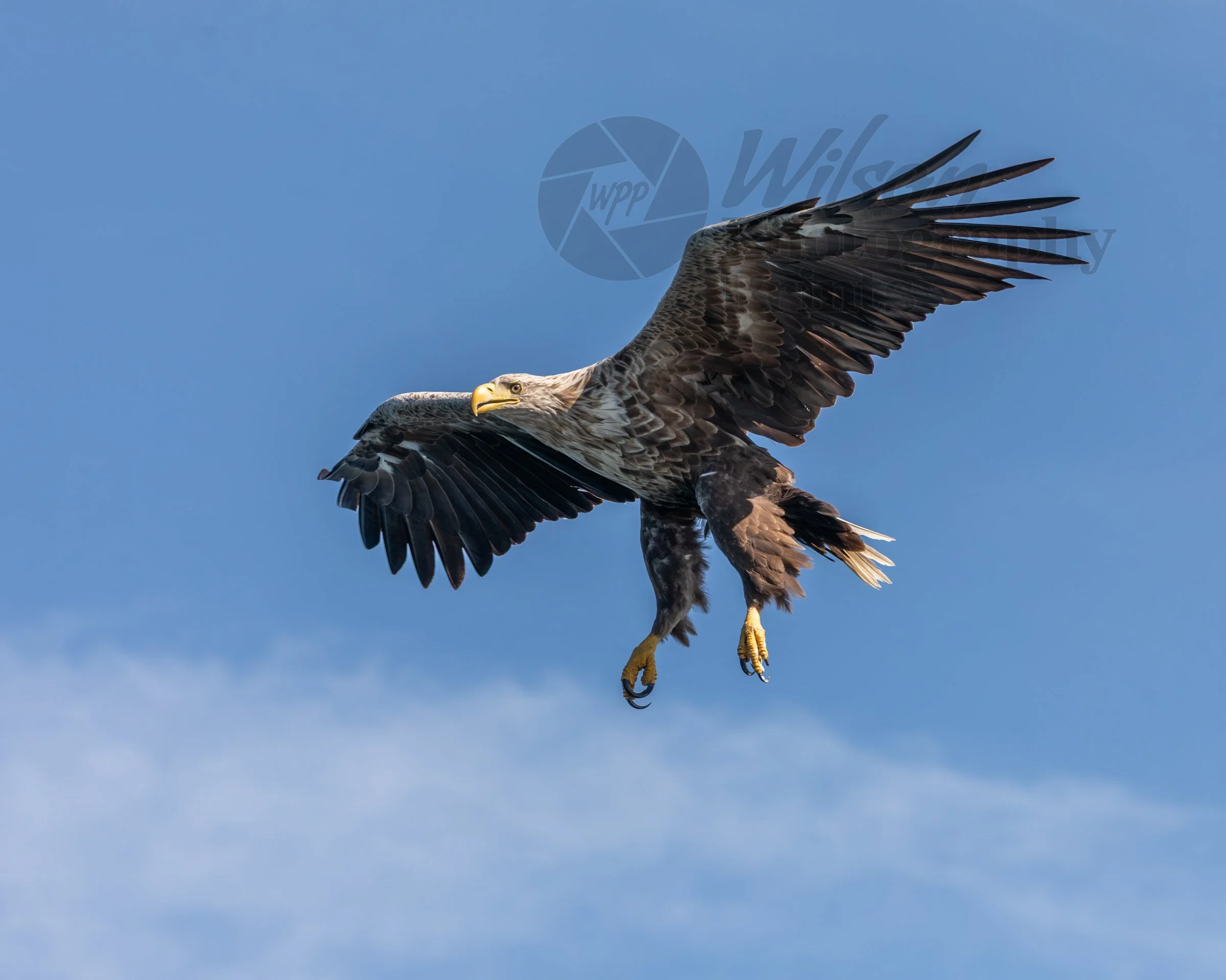 Majestic Flight - White-Tailed Eagle Over Loch na Keal